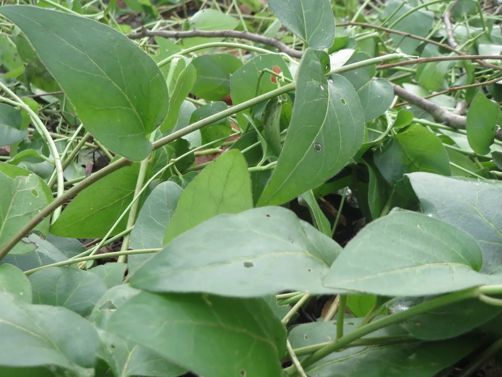 Periwinkle (Vinca Major) — It thrives in Zones 7-9, preferring partial to full shade; although it prefers moist, image 114