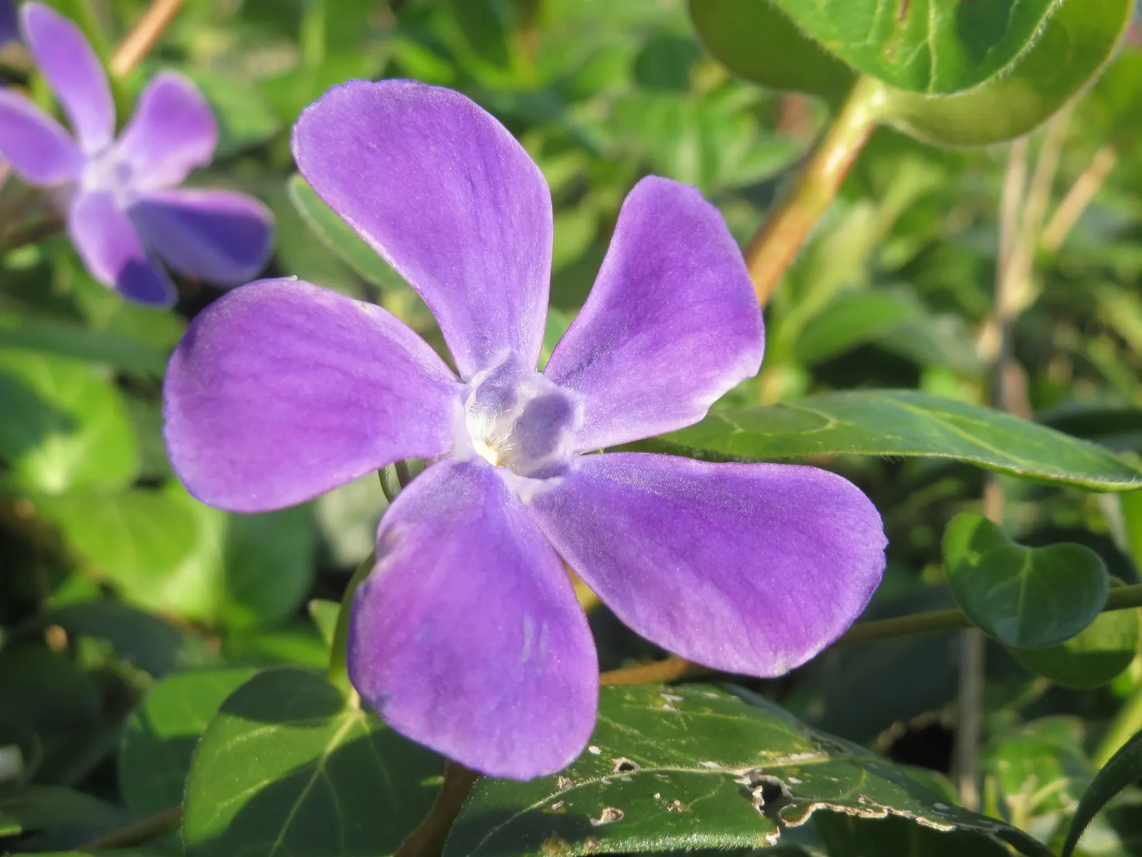 Periwinkle (Vinca Major) — Keep invasive tendencies in check; where other plants may struggle, image 120