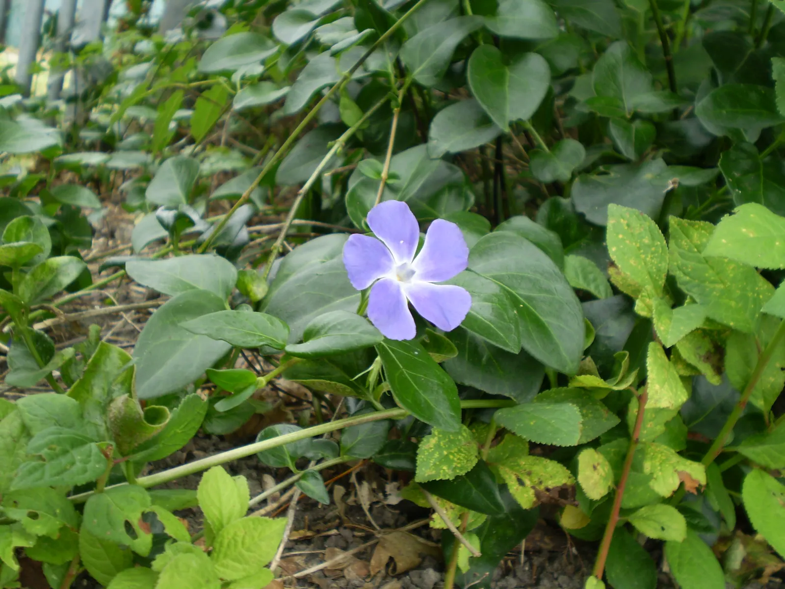 Periwinkle (Vinca Major) — Strategic planting is suggested to avoid unwanted overtaking of nearby plants; although it prefers moist, image 190