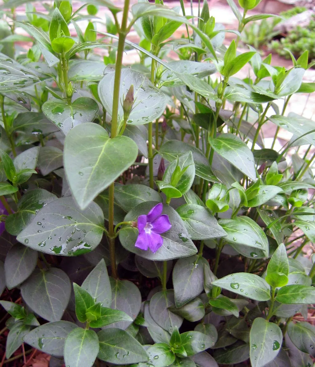 Periwinkle (Vinca Major) — well-drained soils with partial to full shade exposure; where other plants may struggle, image 96