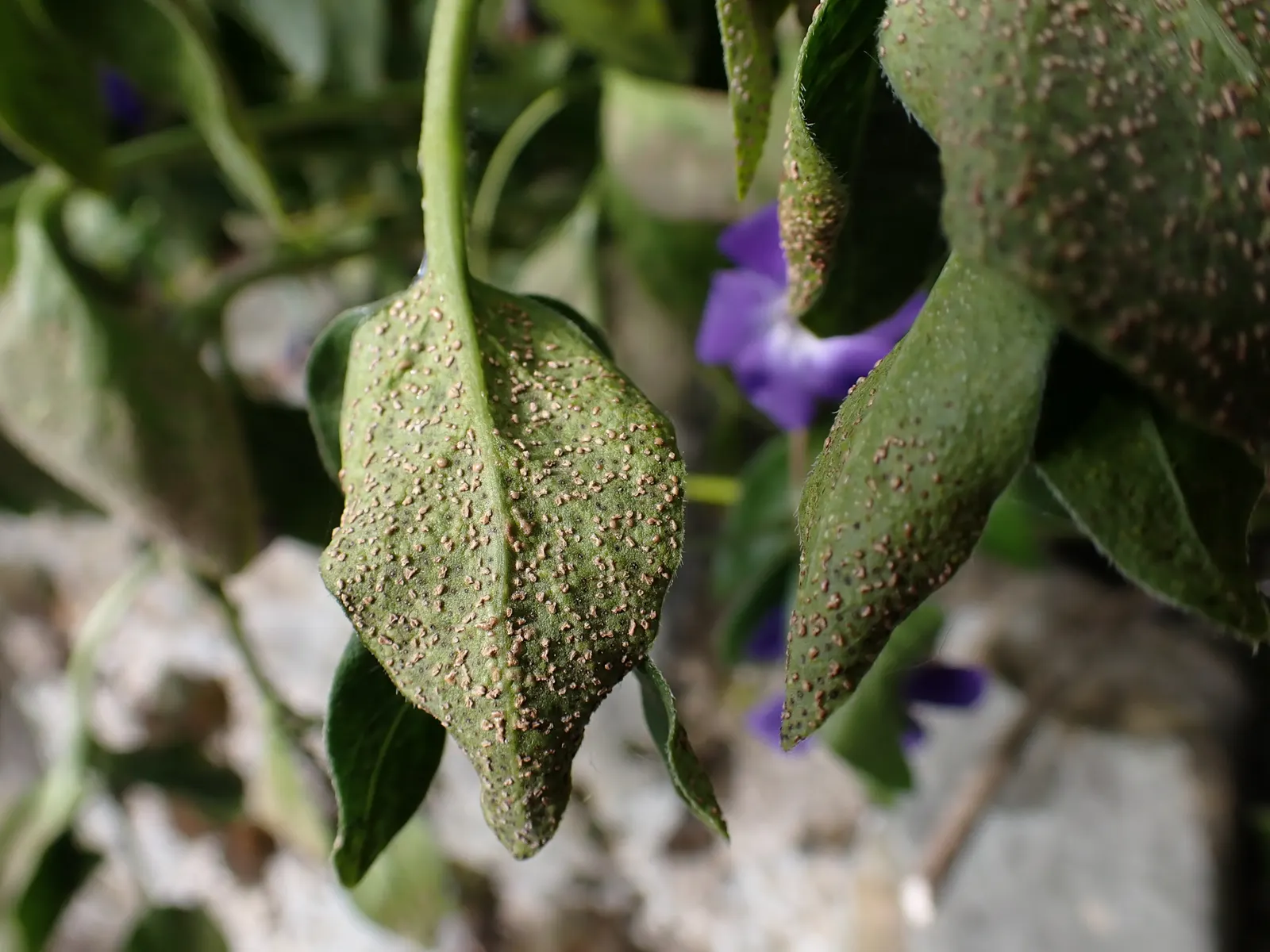 Periwinkle (Vinca Major) — commonly referred to as Vinca major; blue-lavender flowers spreading 1-2 inches wide, image 121