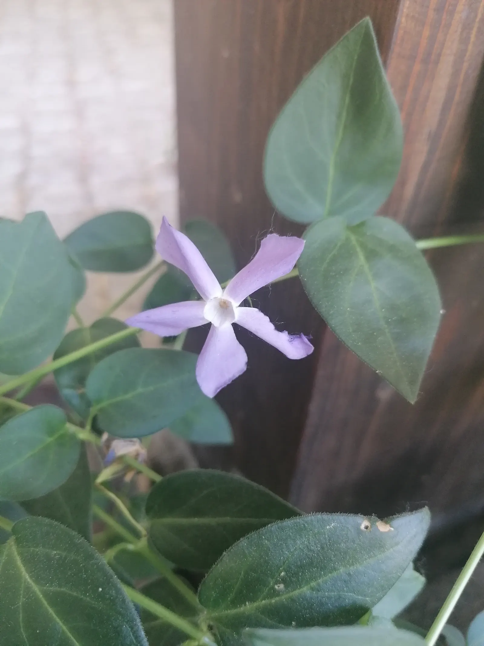 Periwinkle (Vinca Major) — with stems stretching up to 18 inches long; blue-lavender flowers spreading 1-2 inches wide, image 105