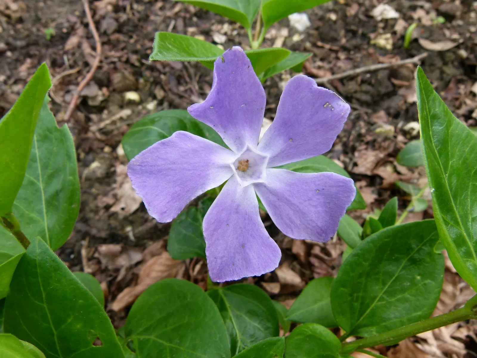 Periwinkle (Vinca Major) — around 1-2 inches in diameter; where other plants may struggle, image 100