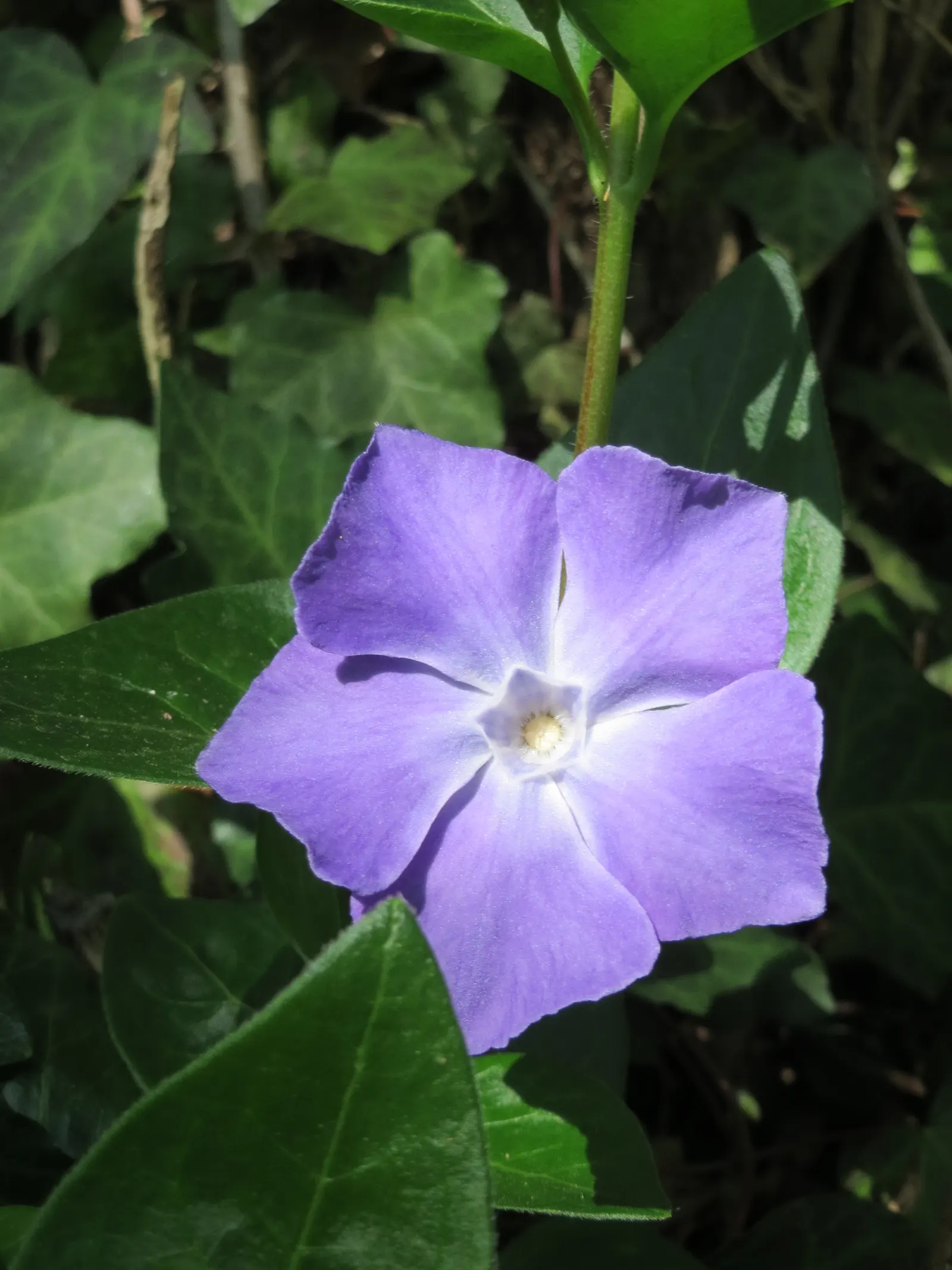Periwinkle (Vinca Major) — which measure about 1-2 inches wide and 2-3 inches long; although it prefers moist, image 98