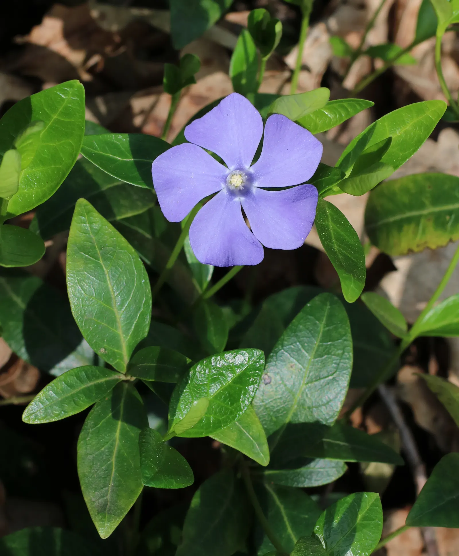 Periwinkle (Vinca Major) — it adds vibrant color from spring to autumn