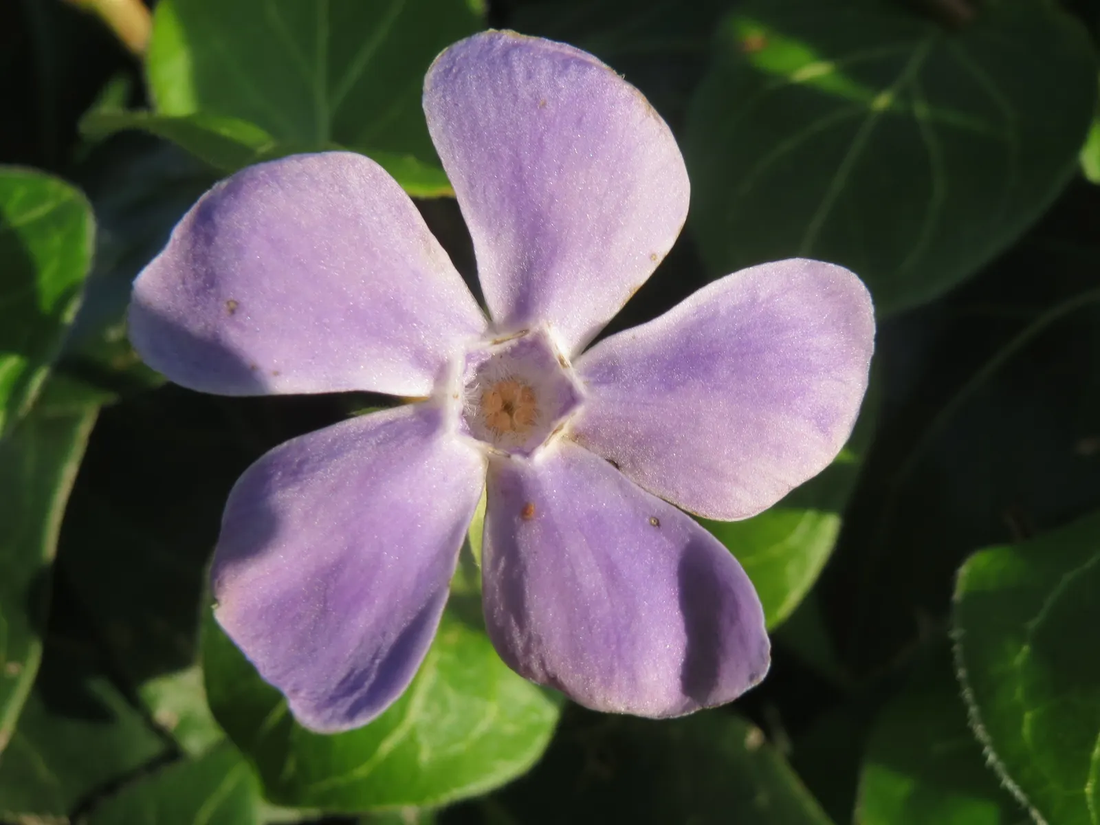 Periwinkle (Vinca Major) — Originating from the Mediterranean region, this trailing vine thrives in U.S; although it prefers moist, image 122