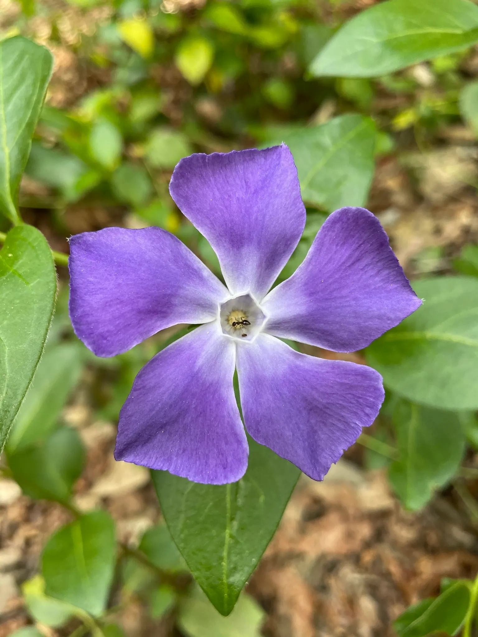 Periwinkle (Vinca Major) — which measure about 1-2 inches wide and 2-3 inches long; although it prefers moist, image 182