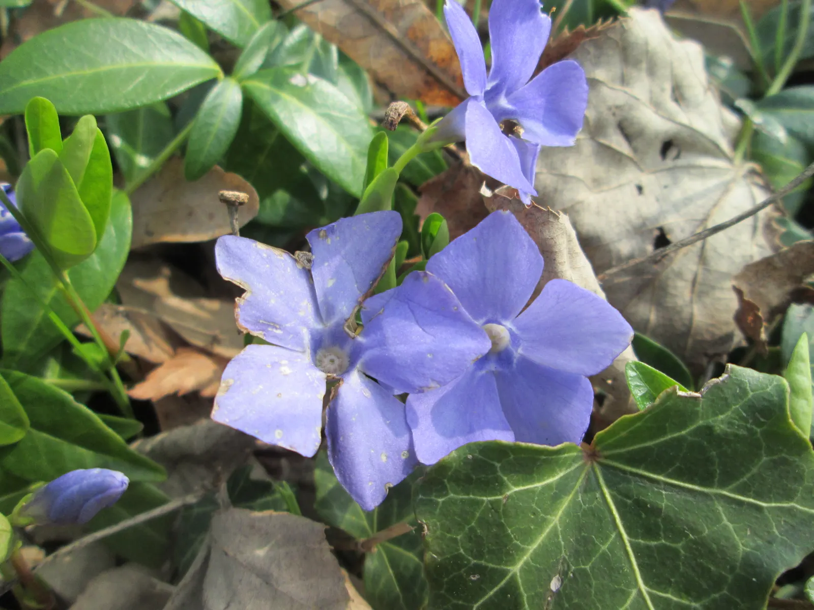 Periwinkle (Vinca Major) — blue-lavender flowers spreading 1-2 inches wide; where other plants may struggle