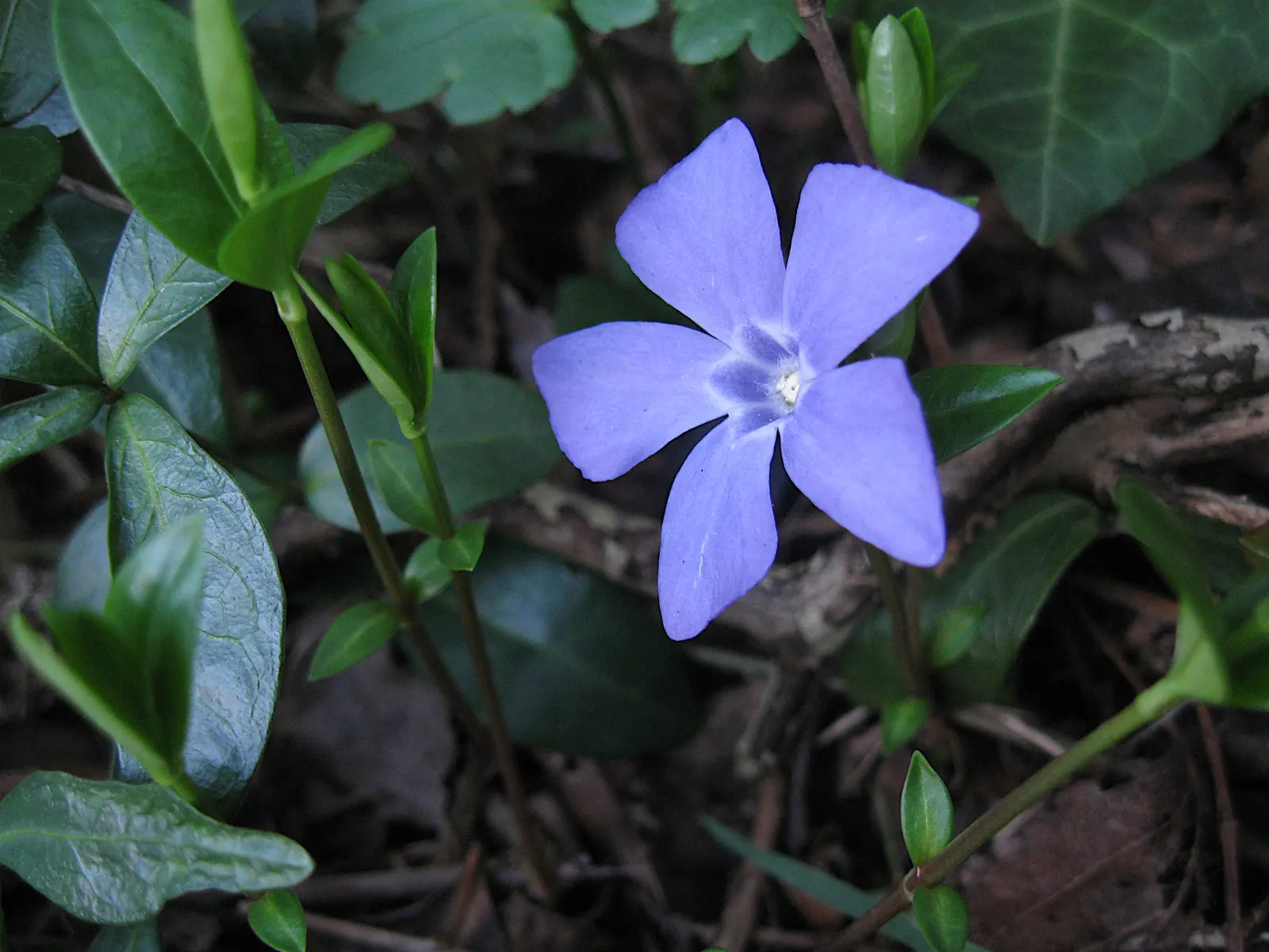 Periwinkle (Vinca Major) — well-drained soils with partial to full shade exposure