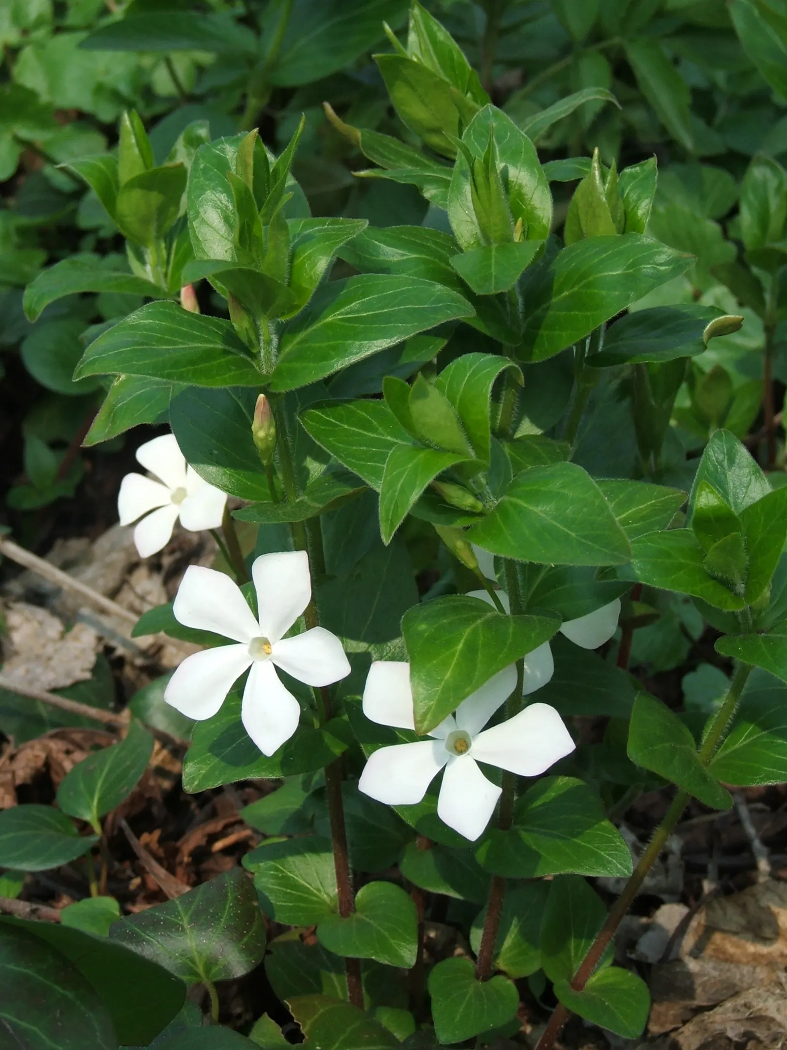 Periwinkle (Vinca Major) — it's important to note that Vinca major spreads quickly and can reach an expansive coverage; where other plants may, image 188