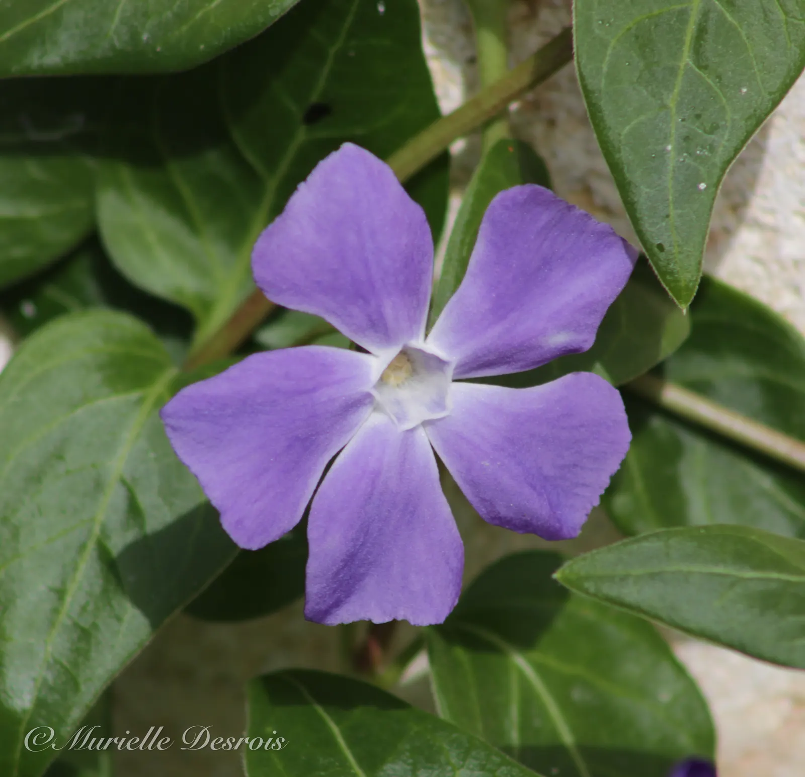 Periwinkle (Vinca Major) — around 1-2 inches in diameter; where other plants may struggle, image 184