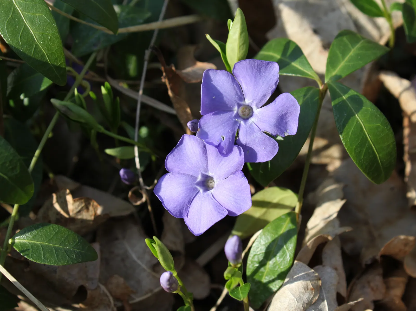 Periwinkle (Vinca Major) — Keep invasive tendencies in check