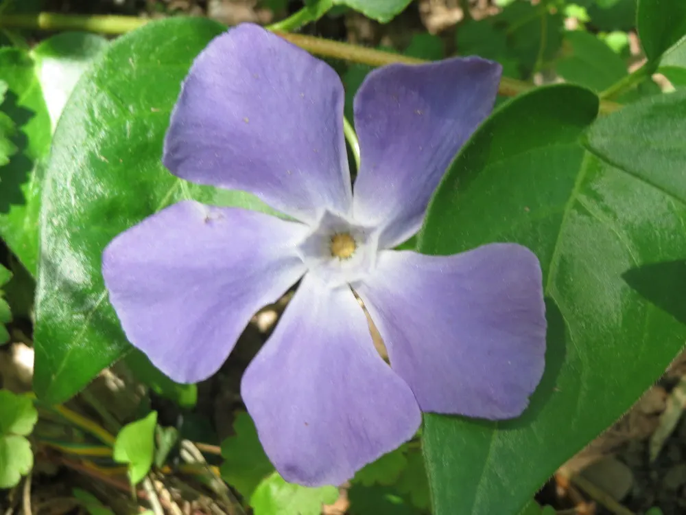 Periwinkle (Vinca Major) — infusing the garden with subtle color; although it prefers moist, image 102