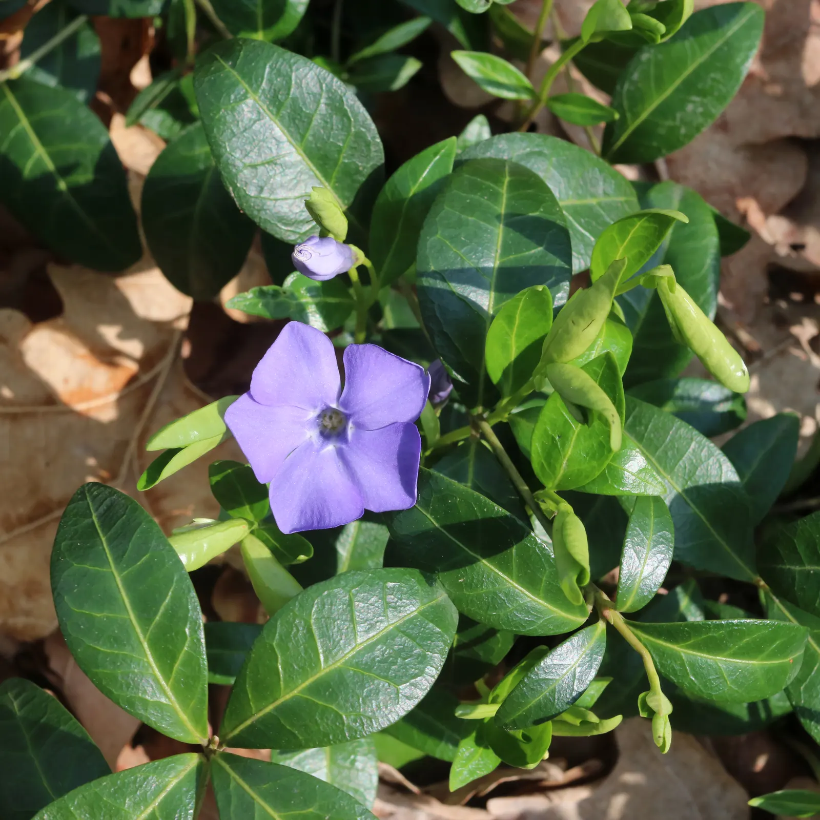 Periwinkle (Vinca Major) — blue-lavender flowers spreading 1-2 inches wide
