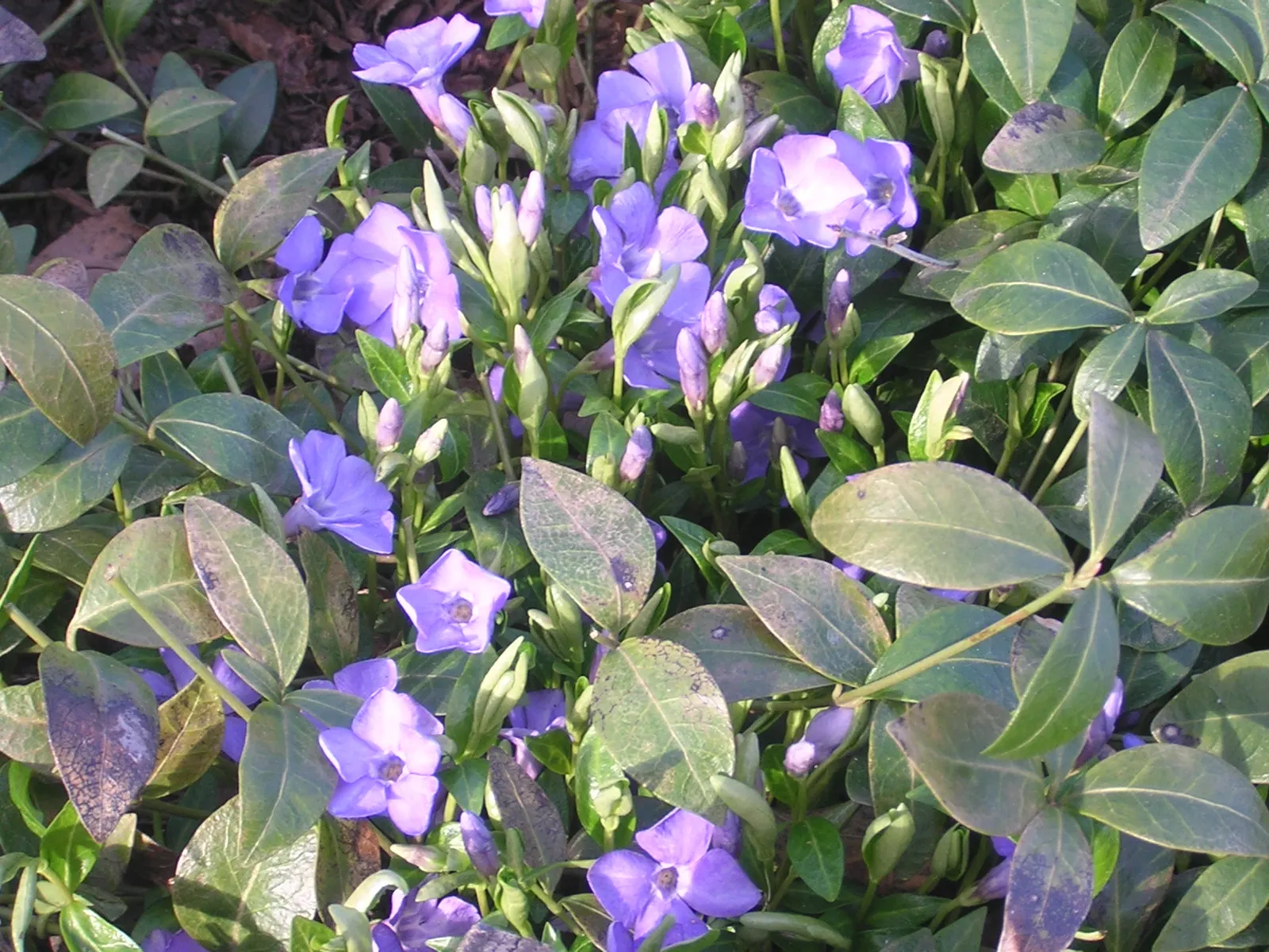 Periwinkle (Vinca Major) — infusing the garden with subtle color