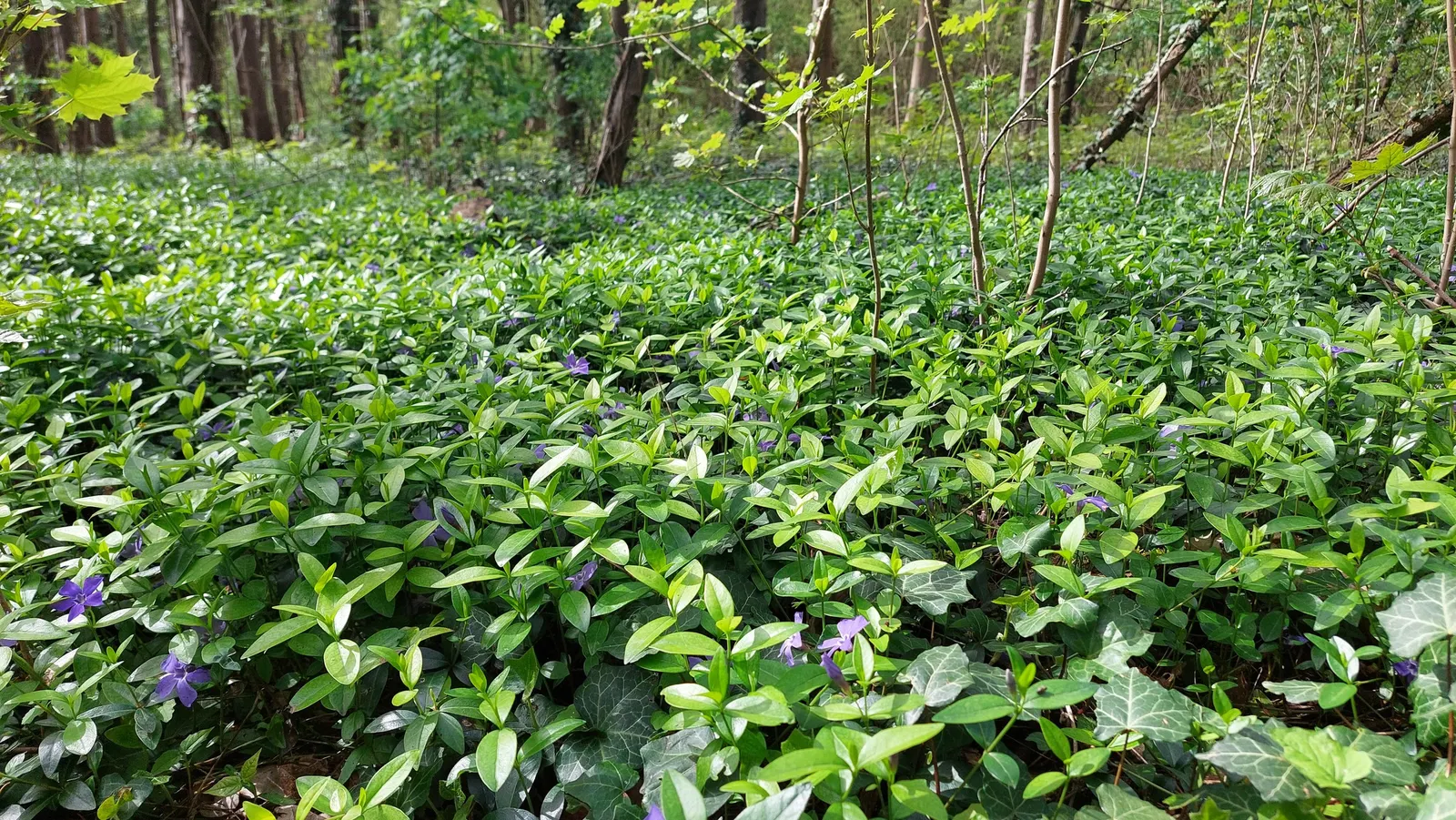 Periwinkle (Vinca Major) — emphasize its low-maintenance nature
