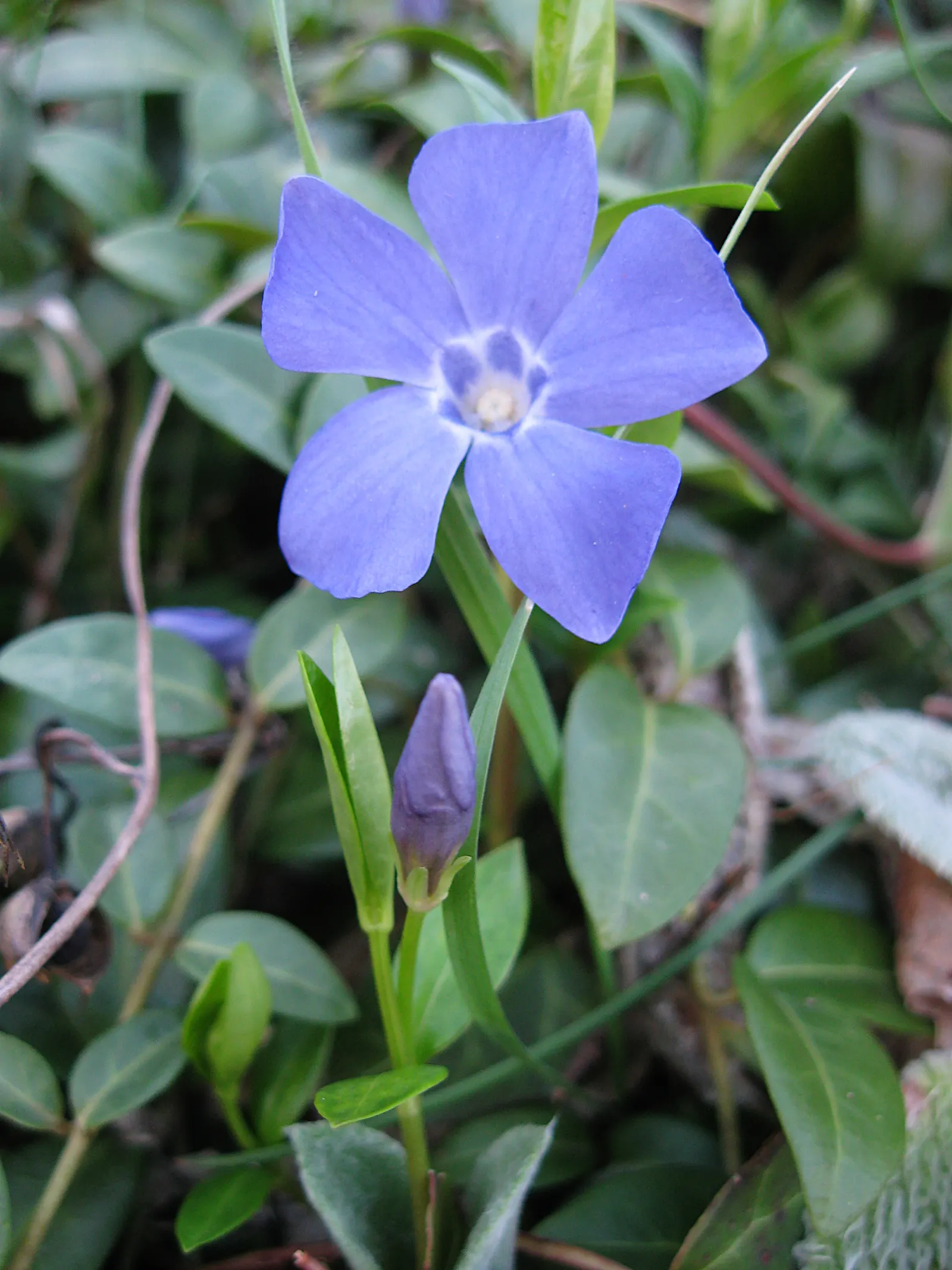 Periwinkle (Vinca Major) — although it prefers moist