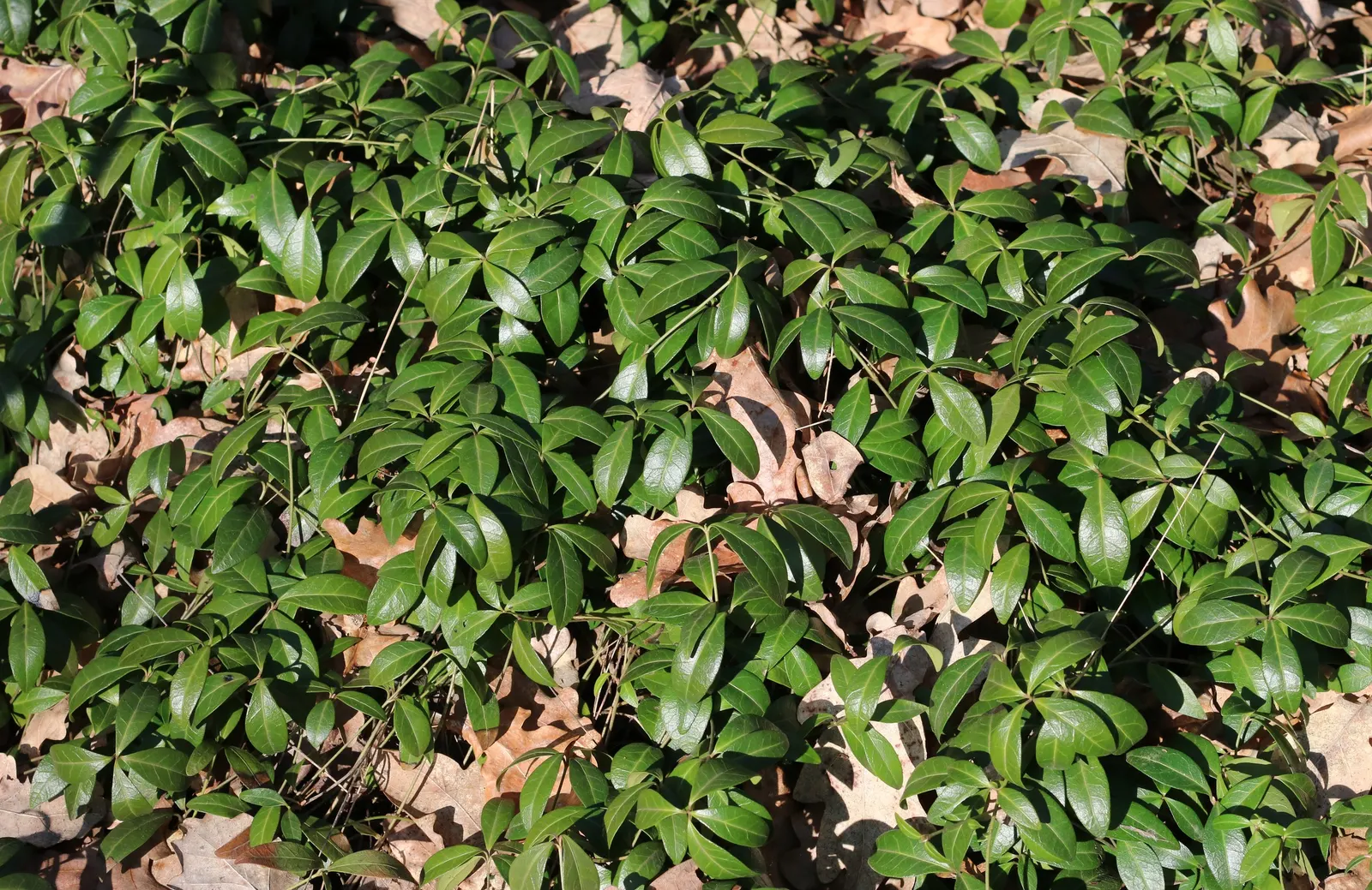 Periwinkle (Vinca Major) — Its trailing stems can extend up to 18 inches