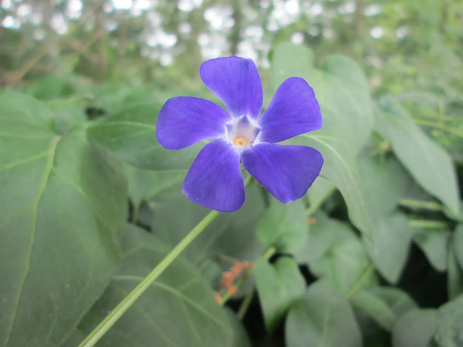 Periwinkle (Vinca Major) — oval leaves reaching up to 3 inches long; infusing the garden with subtle color, image 115