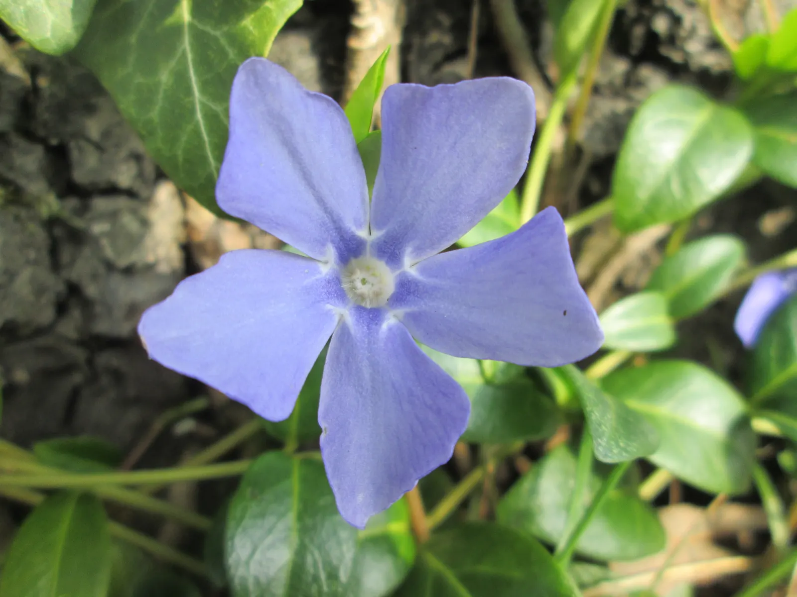 Periwinkle (Vinca Major) — oval leaves reaching up to 3 inches long; infusing the garden with subtle color