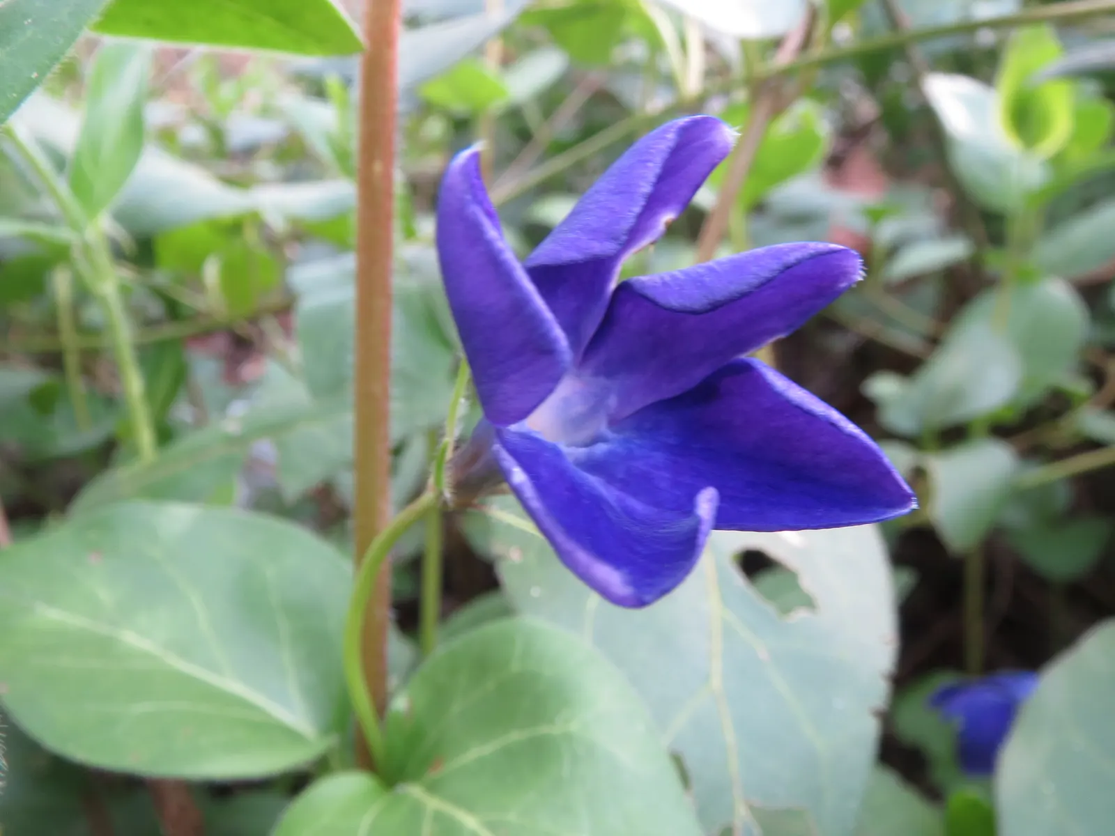 Periwinkle (Vinca Major) — blue flowers in the garden; although it prefers moist, image 110