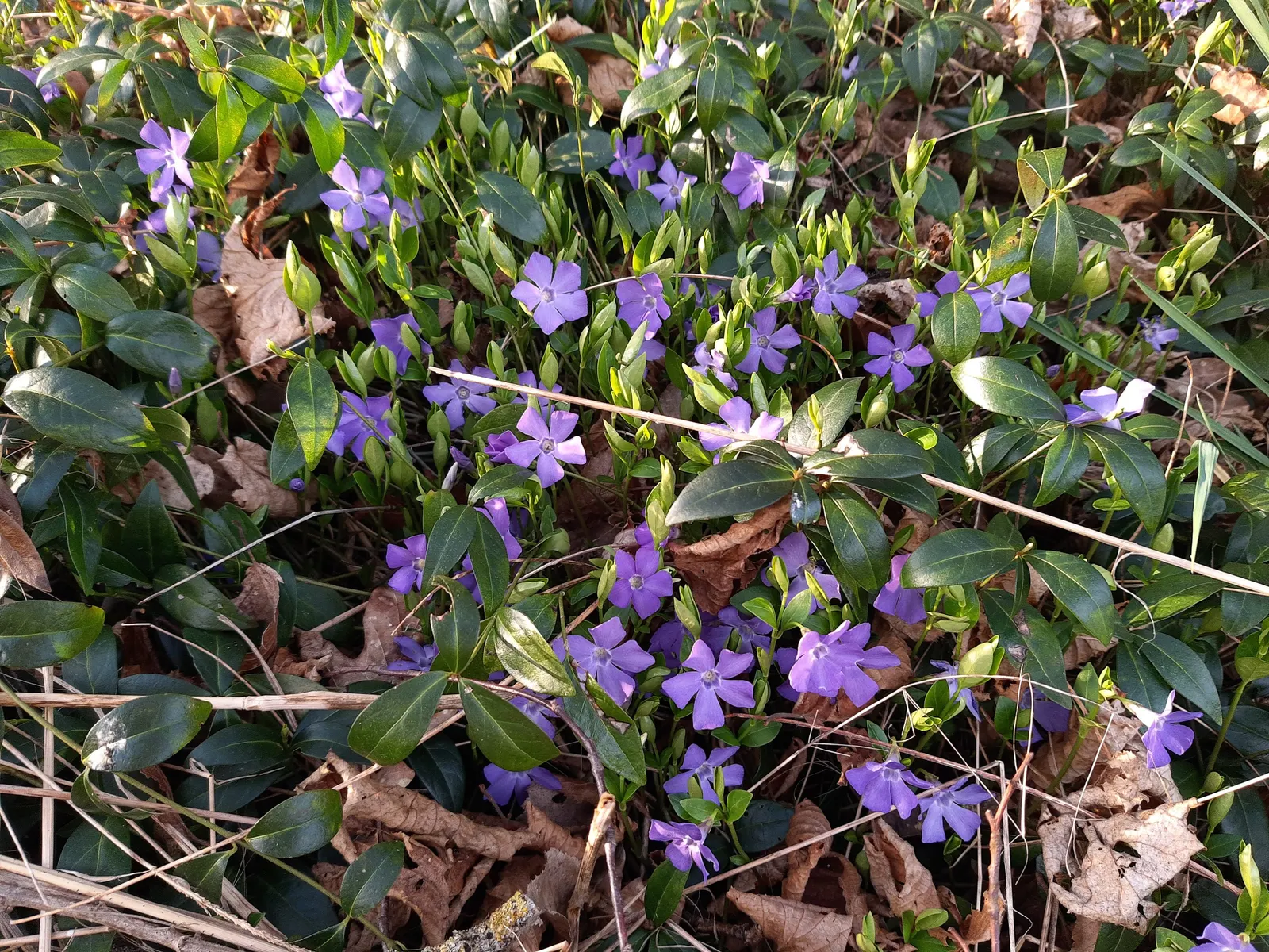 Periwinkle (Vinca Major) — It thrives in Zones 7-9, preferring partial to full shade; although it prefers moist