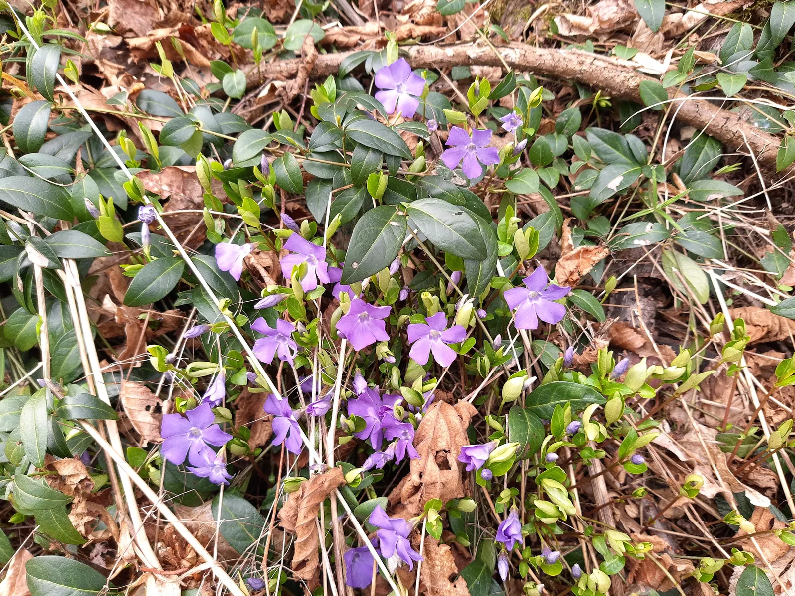 Periwinkle (Vinca Major) — which requires minimal care beyond occasional pruning to control its spread