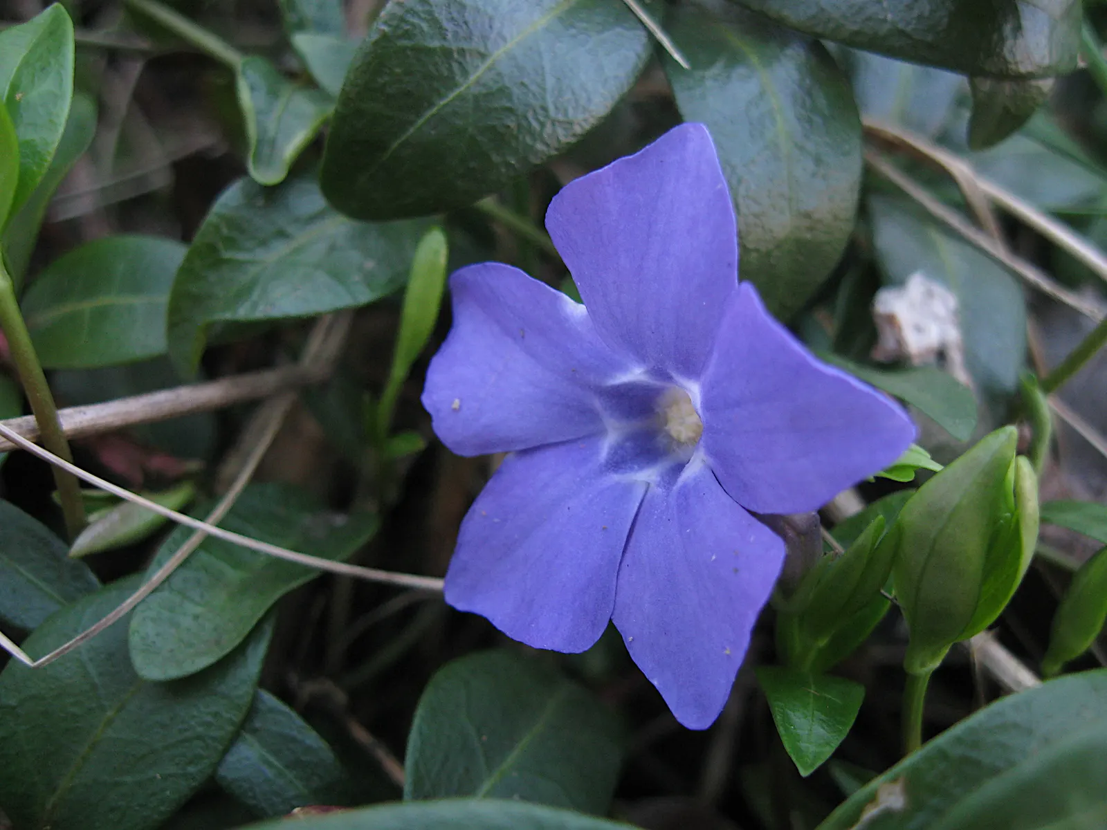 Periwinkle (Vinca Major) — Originating from the Mediterranean region, this trailing vine thrives in U.S