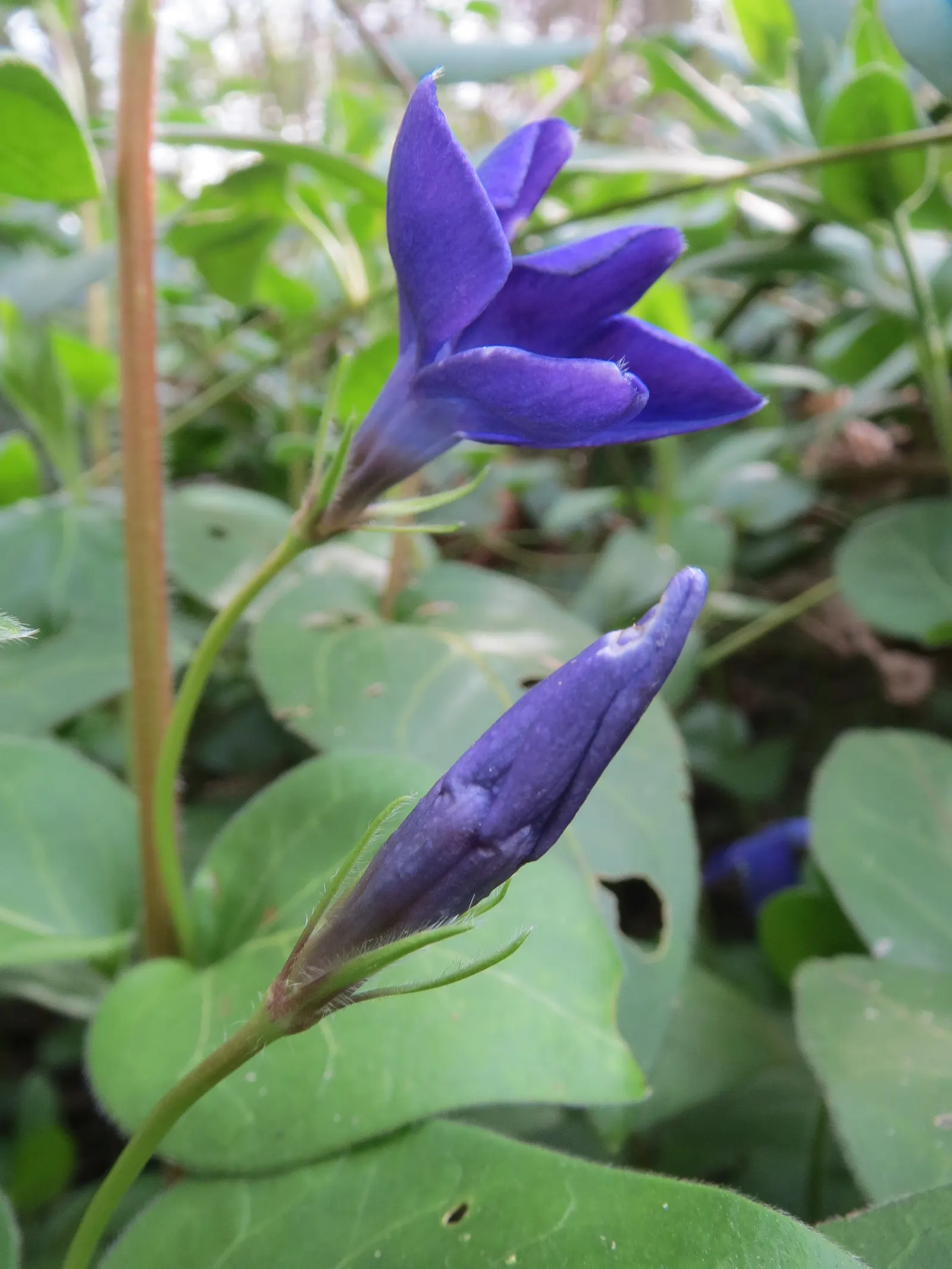 Periwinkle (Vinca Major) — five-petaled lavender-blue flowers; infusing the garden with subtle color, image 99