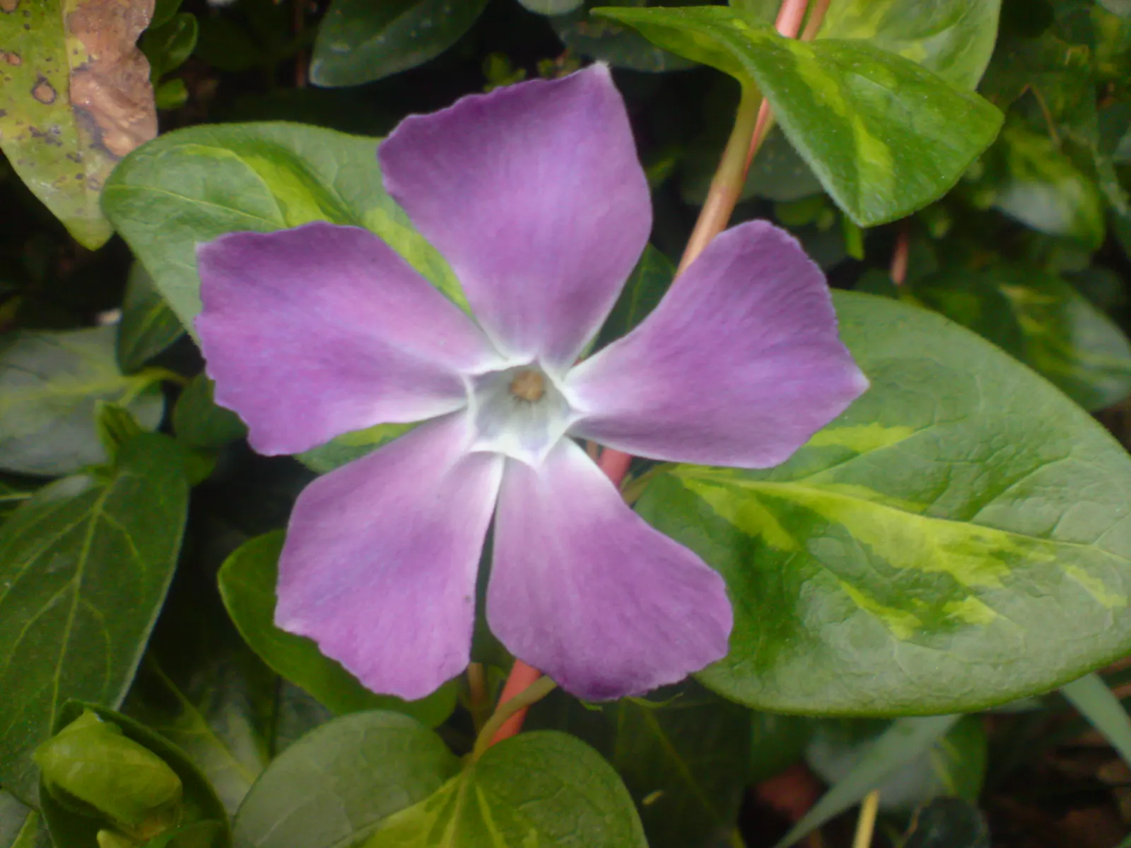 Periwinkle (Vinca Major) — <br><br>For the landscape designer; infusing the garden with subtle color, image 187