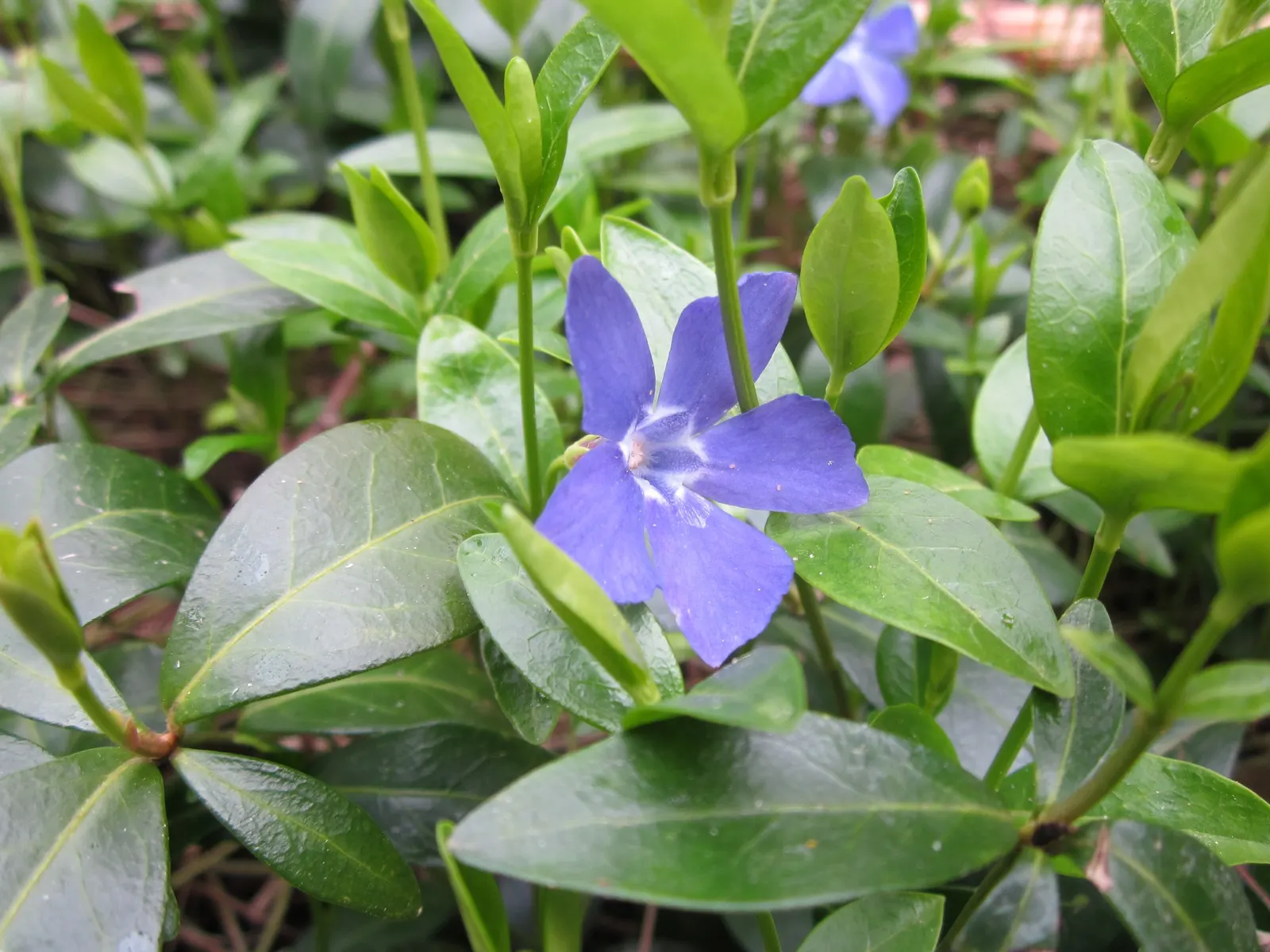 Periwinkle (Vinca Major) — Ideal for erosion control, it requires minimal care once established