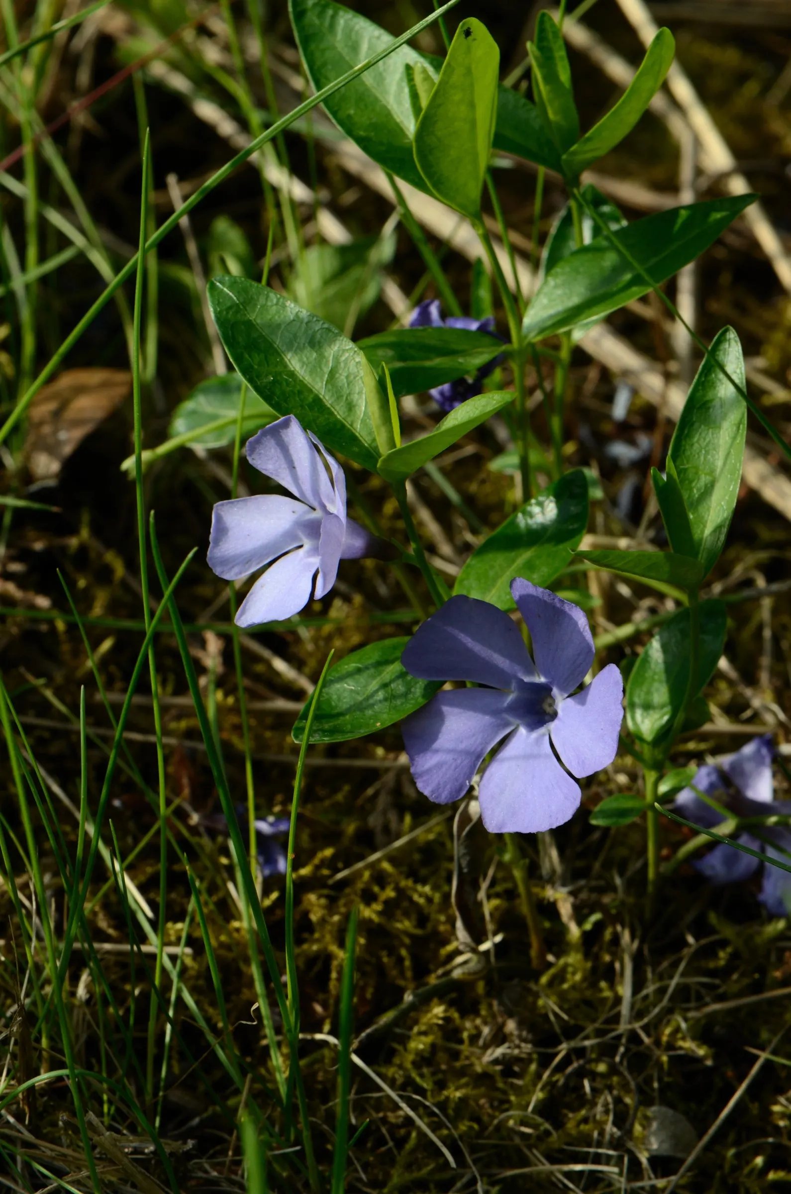 Periwinkle (Vinca Major) — which measure about 1-2 inches wide and 2-3 inches long