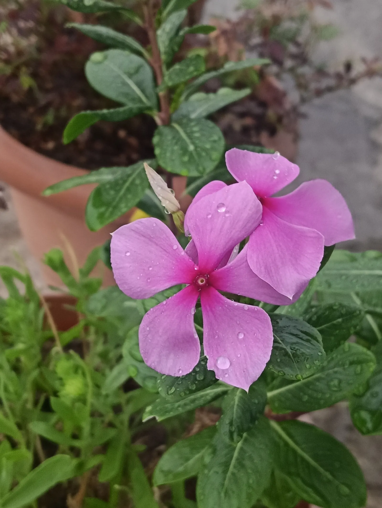 Periwinkle (Vinca Major) — blue flowers in the garden
