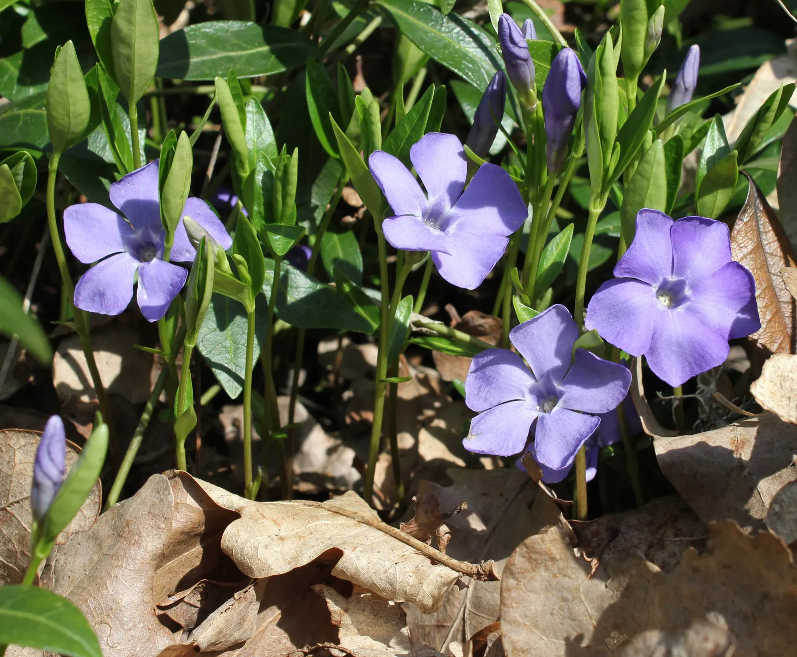 Periwinkle (Vinca Major) — It thrives in Zones 7-9, preferring partial to full shade