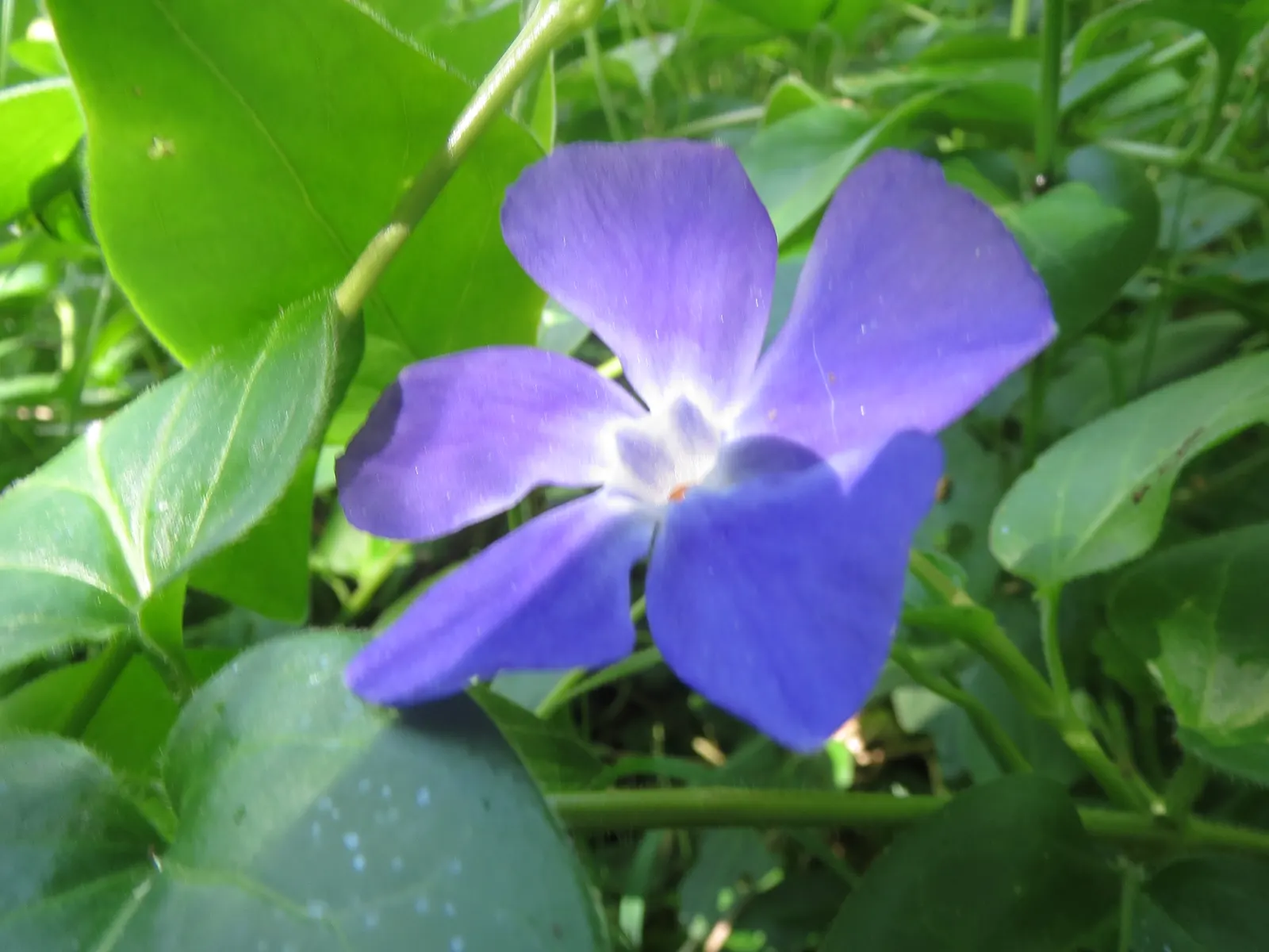 Periwinkle (Vinca Major) — emphasize its low-maintenance nature; infusing the garden with subtle color, image 107