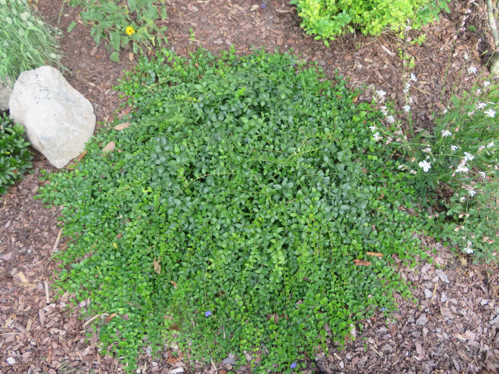 Periwinkle (Vinca Major) — with stems stretching up to 18 inches long
