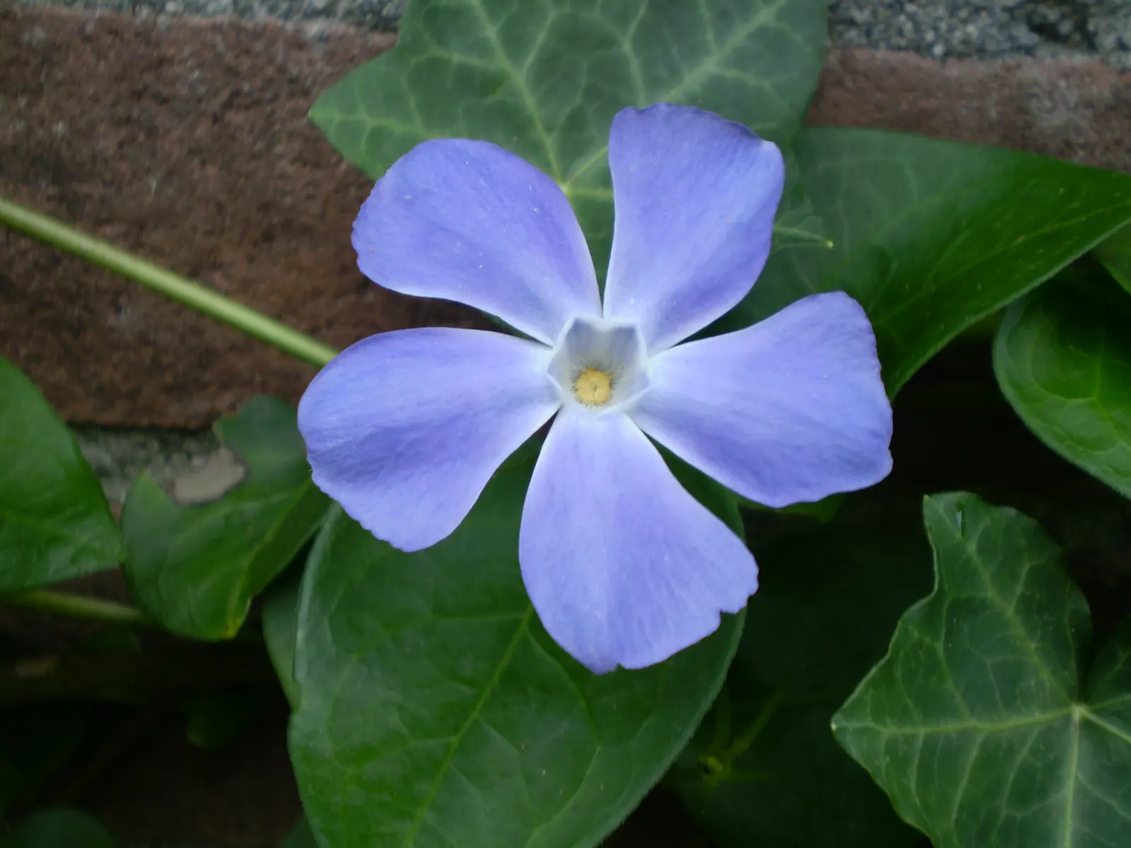 Periwinkle (Vinca Major) — emphasize its low-maintenance nature; infusing the garden with subtle color, image 191