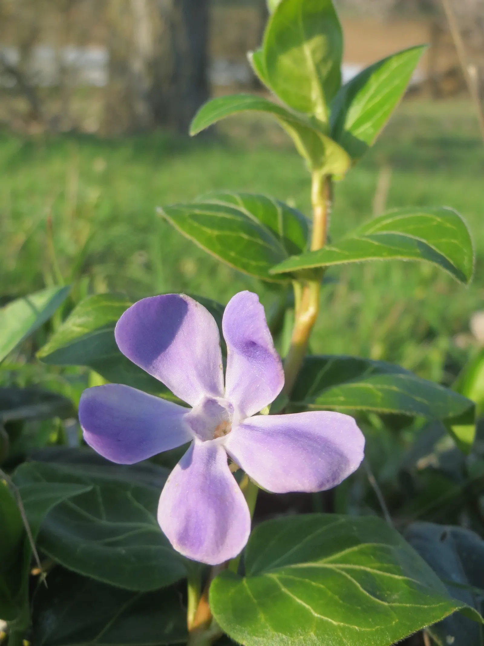 Periwinkle (Vinca Major) — Periwinkle, or Vinca major, is a fast-spreading evergreen ground cover; blue-lavender flowers spreading 1-2 inches wide, image 113