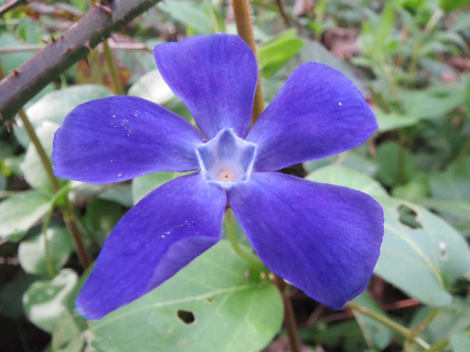 Periwinkle (Vinca Major) — which requires minimal care beyond occasional pruning to control its spread; where other plants may struggle, image 108