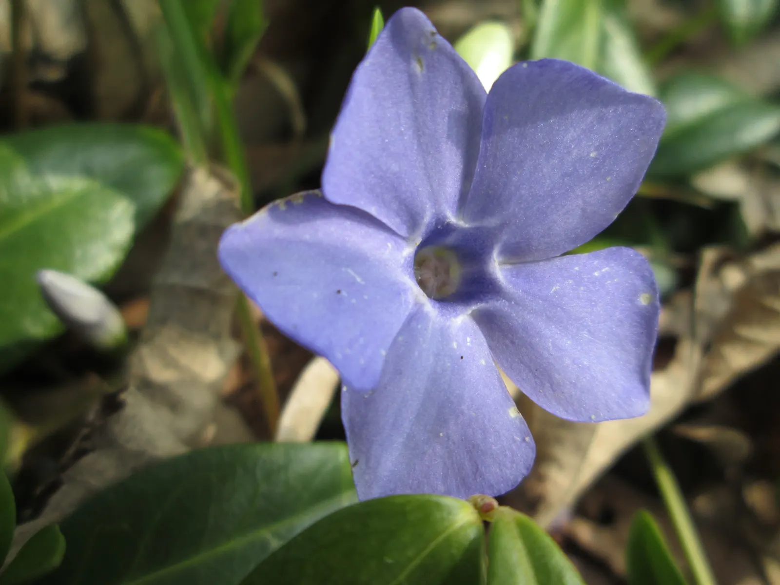 Periwinkle (Vinca Major) — ground cover for half or shade