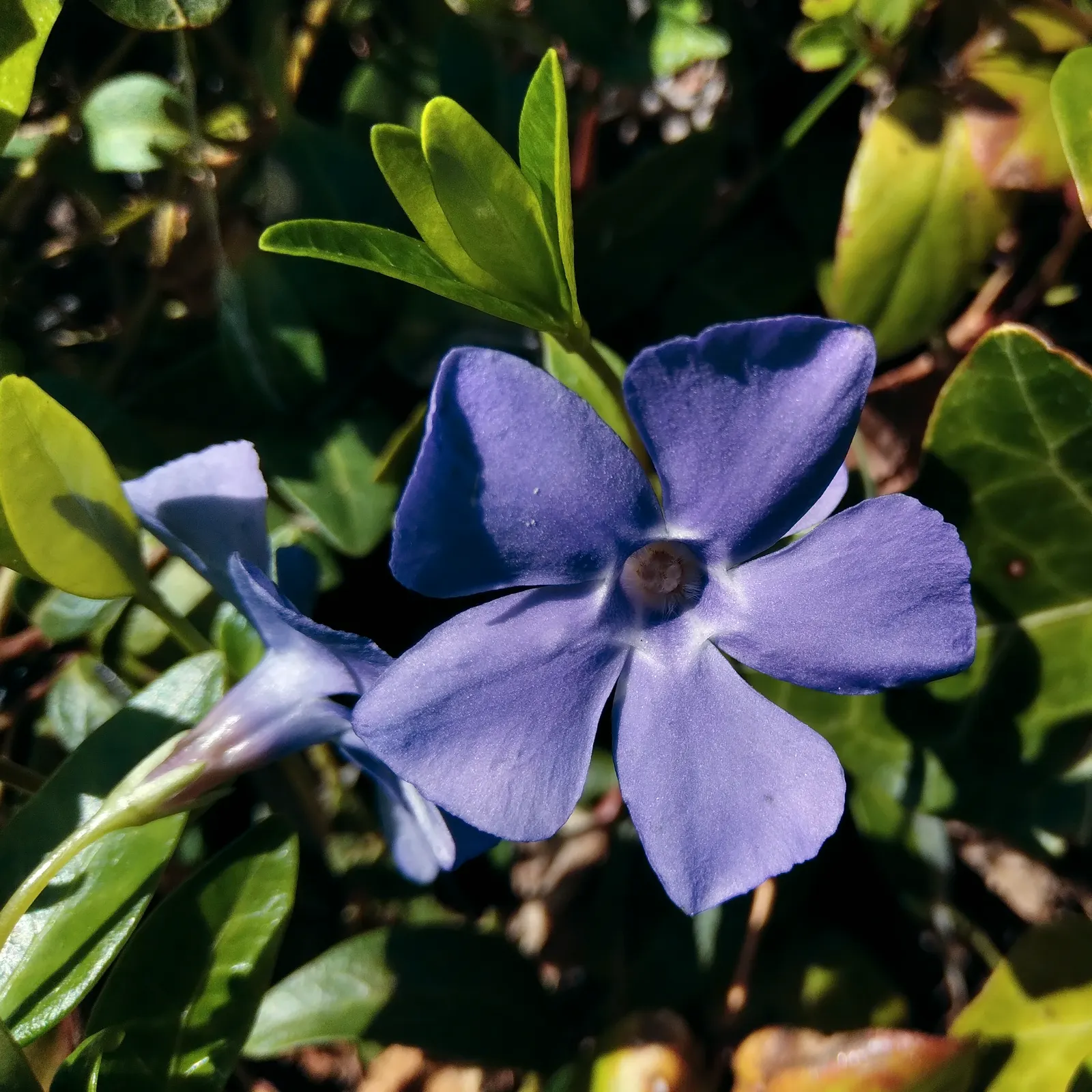 Periwinkle (Vinca Major) — typically grace the plant in mid-spring and intermittently throughout the summer months
