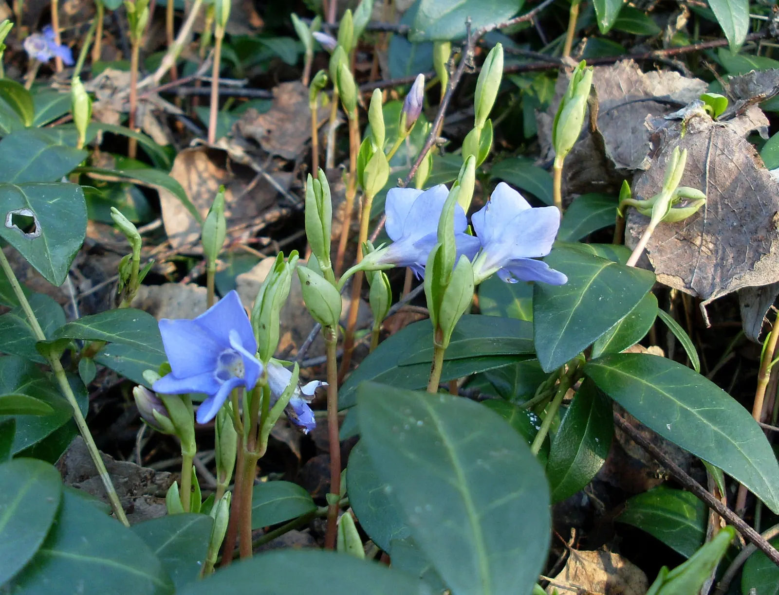 Periwinkle (Vinca Major) — <br><br>For the landscape designer