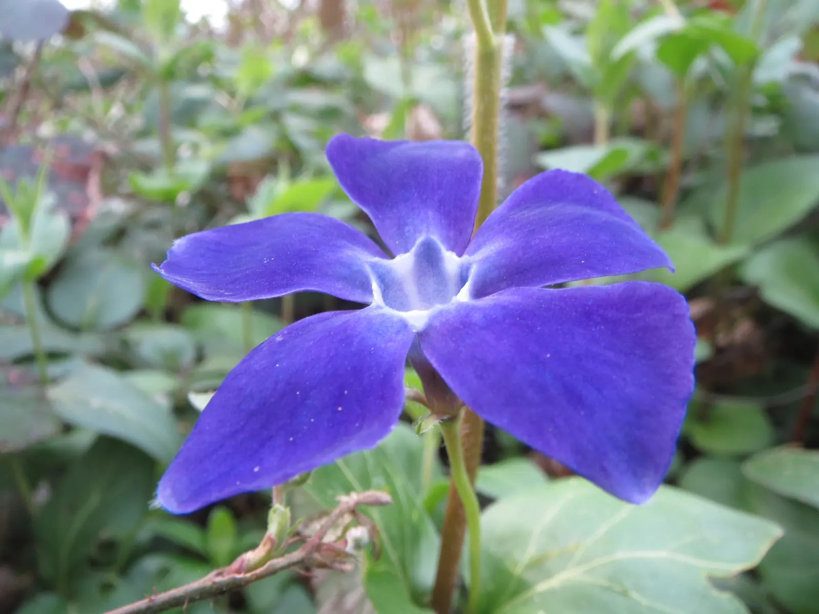 Periwinkle (Vinca Major) — Strategic planting is suggested to avoid unwanted overtaking of nearby plants; although it prefers moist, image 106