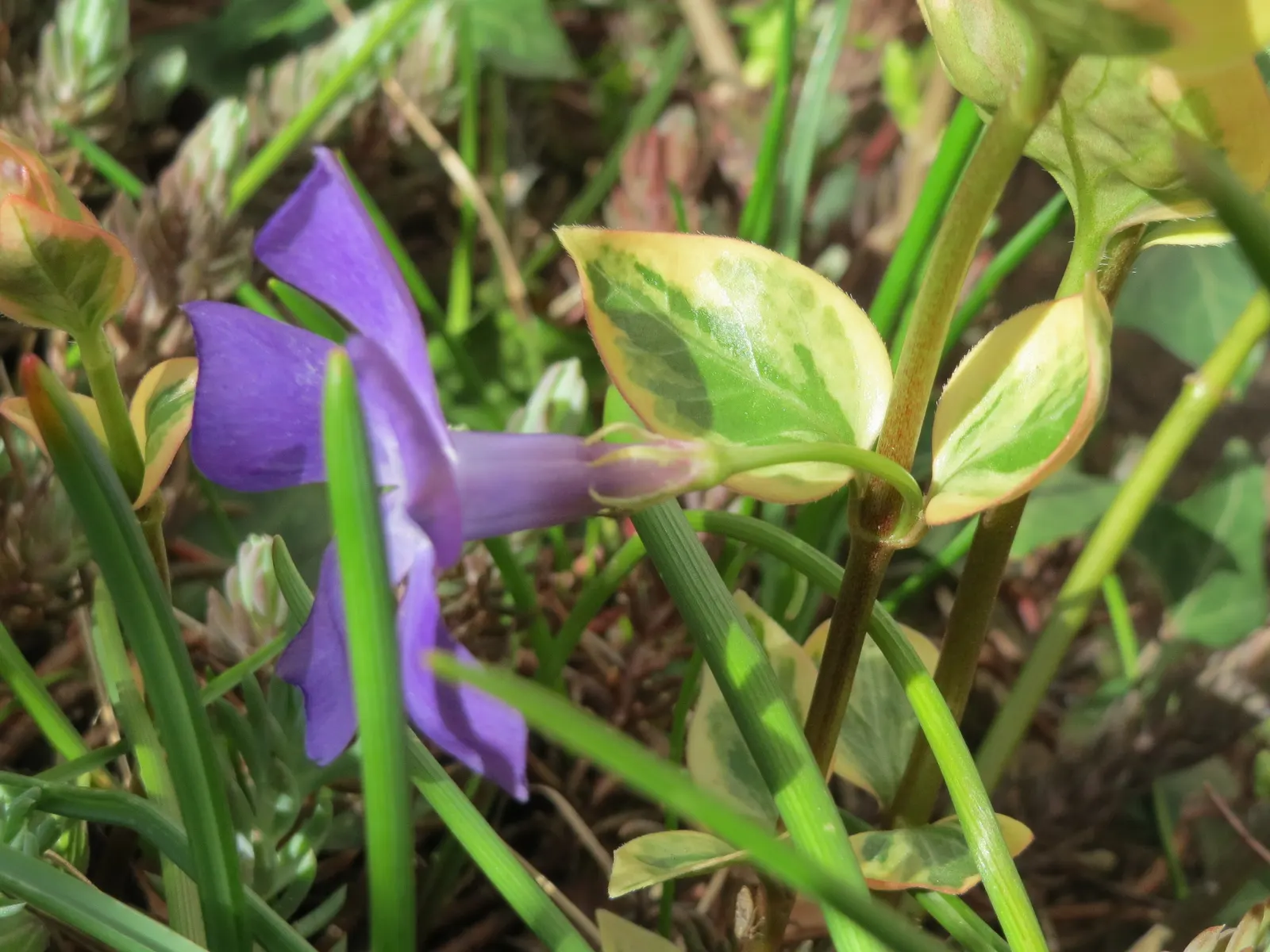 Periwinkle (Vinca Major) — <br><br>Vinca major's glossy; blue-lavender flowers spreading 1-2 inches wide, image 97
