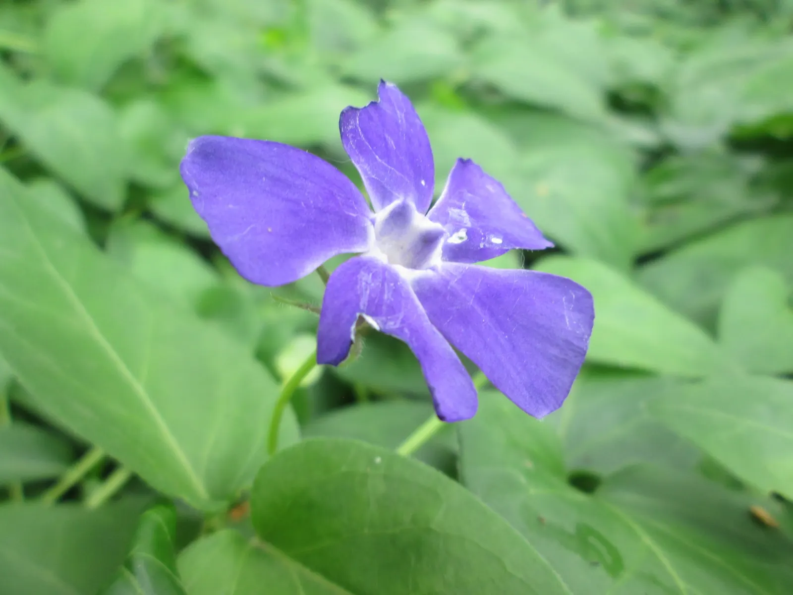 Periwinkle (Vinca Major) — blue-lavender flowers spreading 1-2 inches wide; where other plants may struggle, image 116