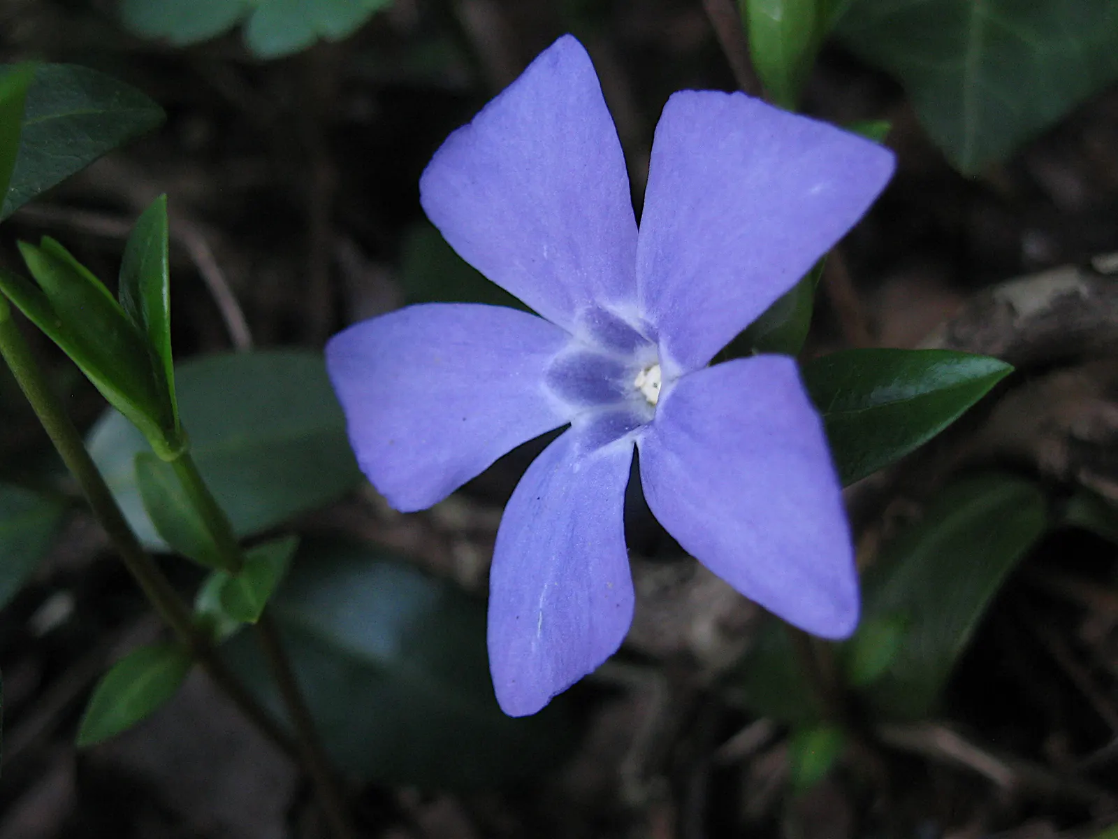 Periwinkle (Vinca Major) — <br><br>Vinca major's glossy
