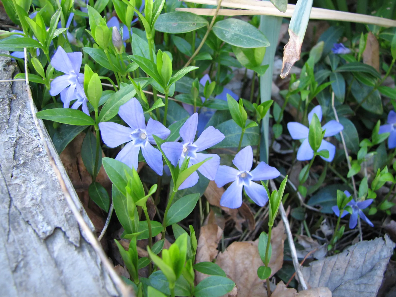 Periwinkle (Vinca Major) — it's important to note that Vinca major spreads quickly and can reach an expansive coverage