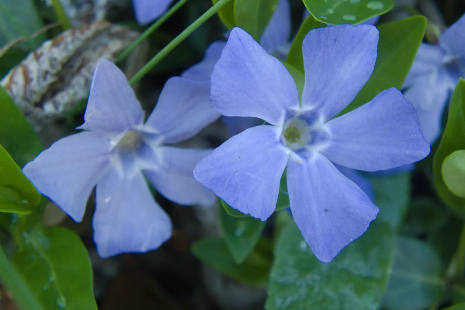 Periwinkle (Vinca Major) — commonly referred to as Vinca major