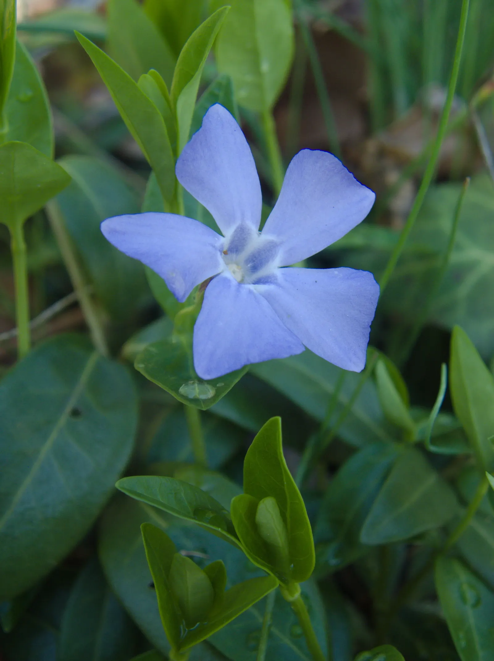 Periwinkle (Vinca Major) — oval leaves reaching up to 3 inches long