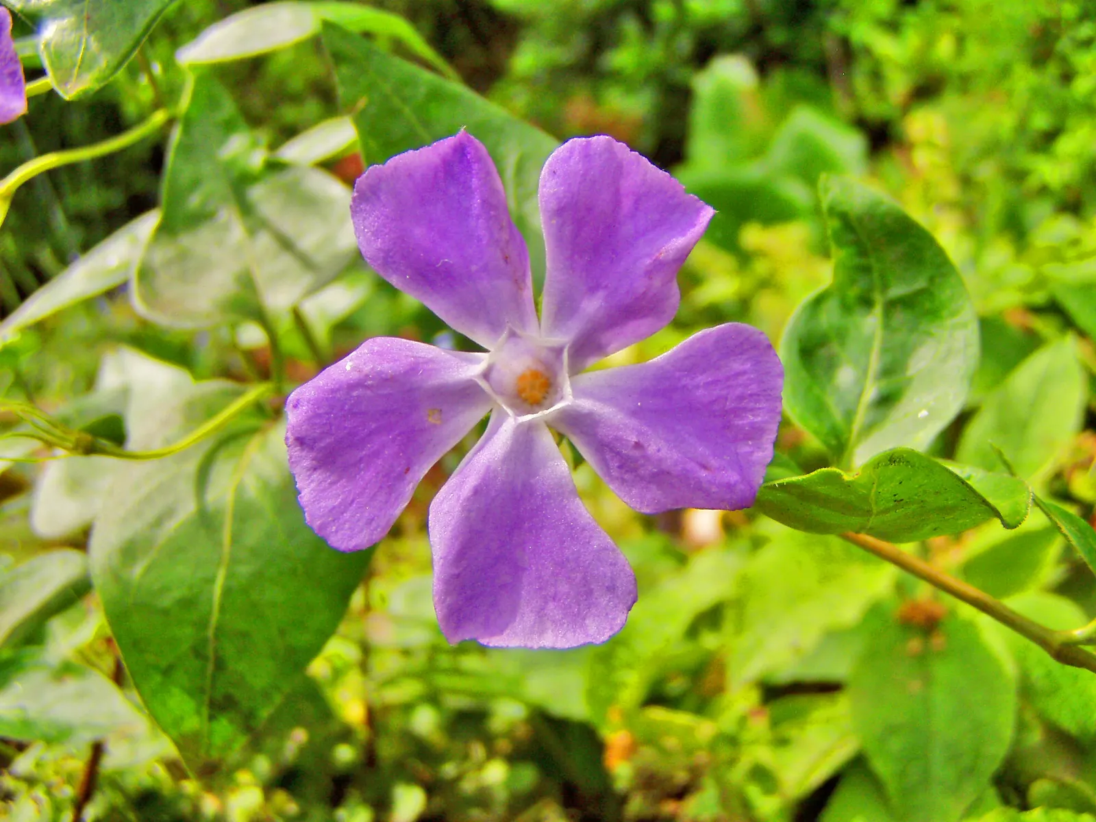 Periwinkle (Vinca Major) — <br><br>For the landscape designer; infusing the garden with subtle color, image 103